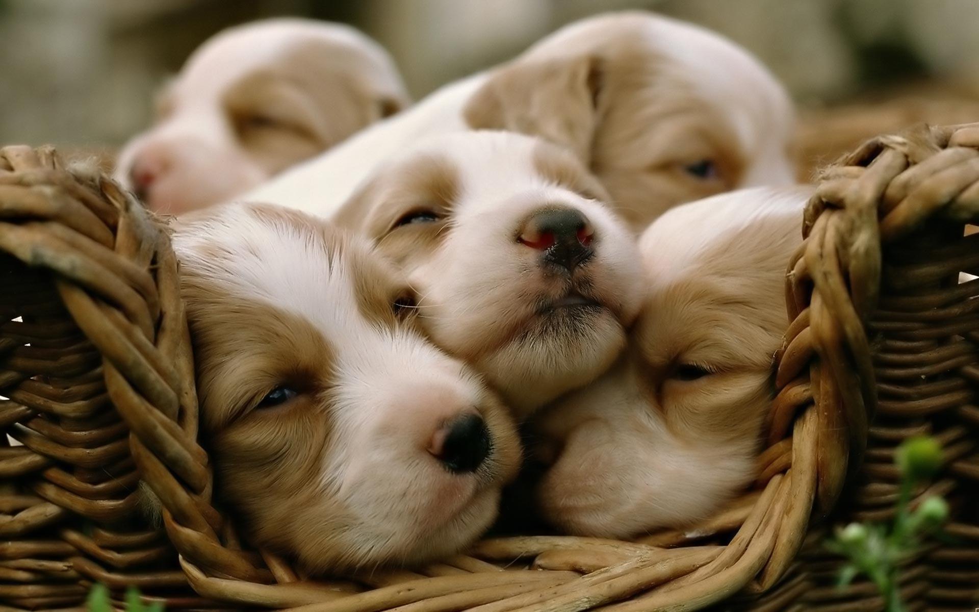 Desktop background // Animal Life // Dogs. Puppy dogs // Cute