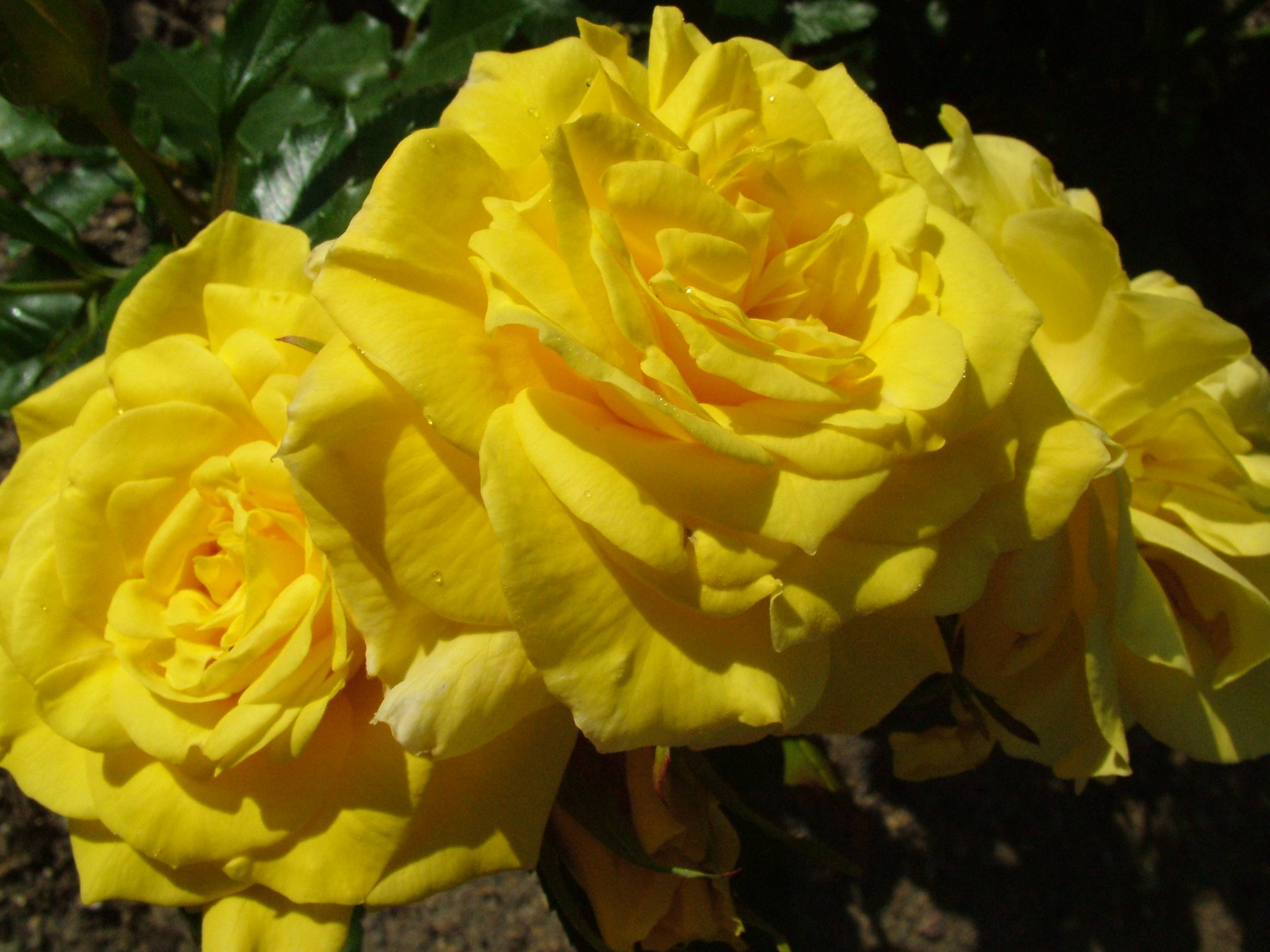 Yellow Rose Flower Photo Wallpaper