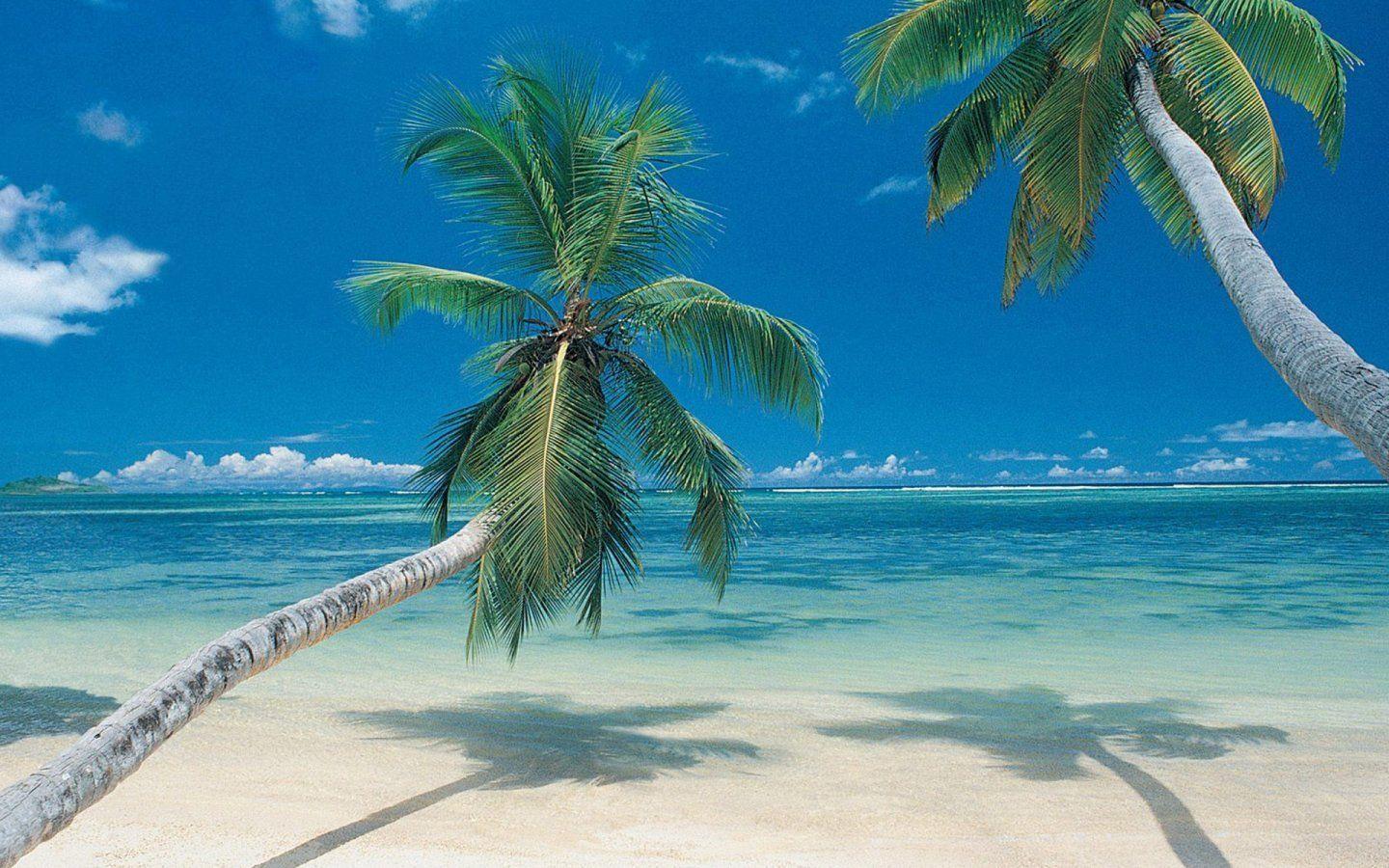 Palm Tree Beach Wallpapers - Wallpaper Cave