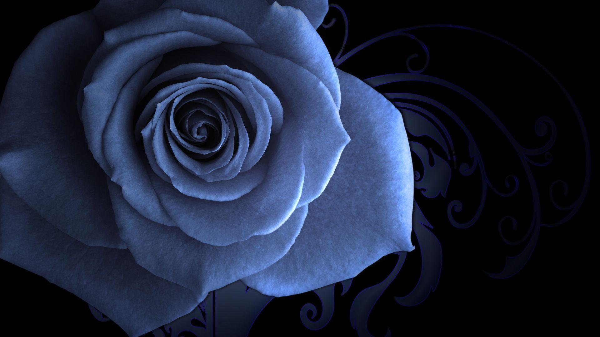 Blue rose on a beautiful background wallpaper and image