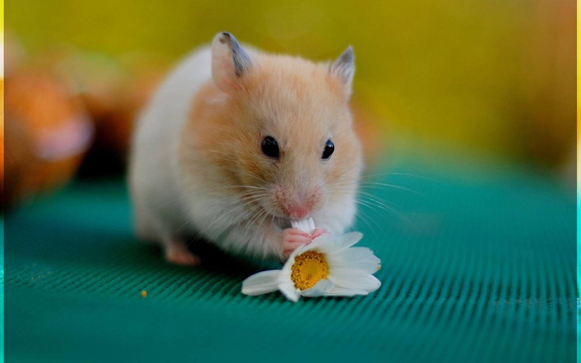 Animals For > Cute Hamsters Wallpaper