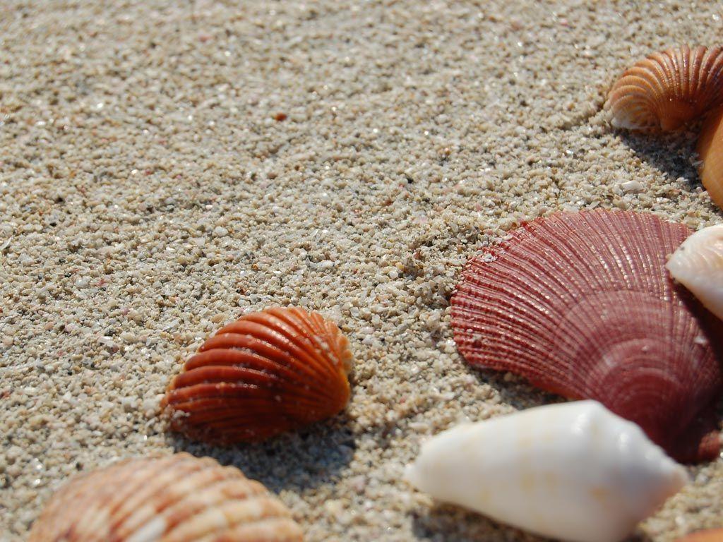 Desktop Nature Wallpaper. Seashells Desktop Background / Wallpaper