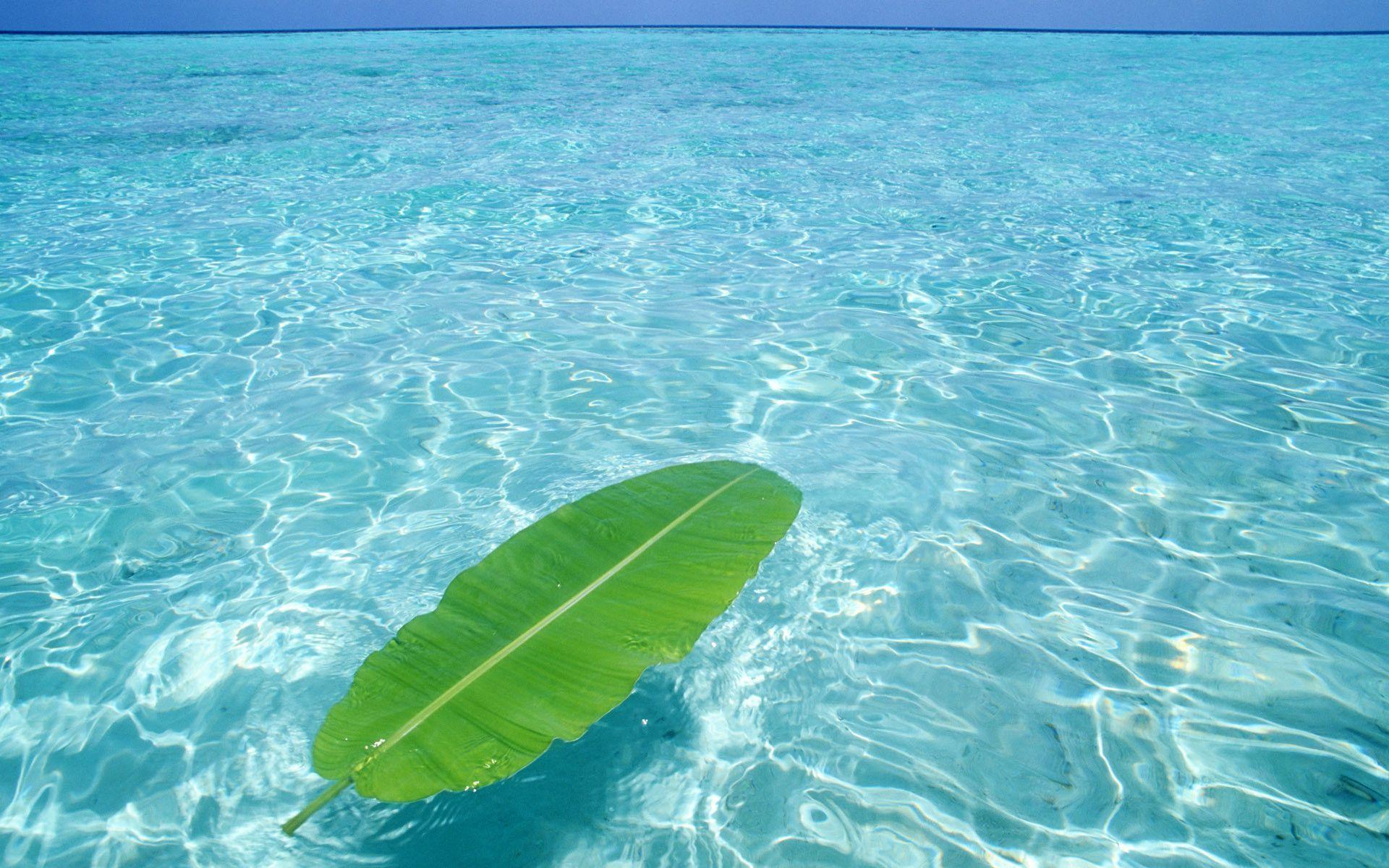 sea, ocean, water, leaf, tropics, nature. Free HD wallpaper