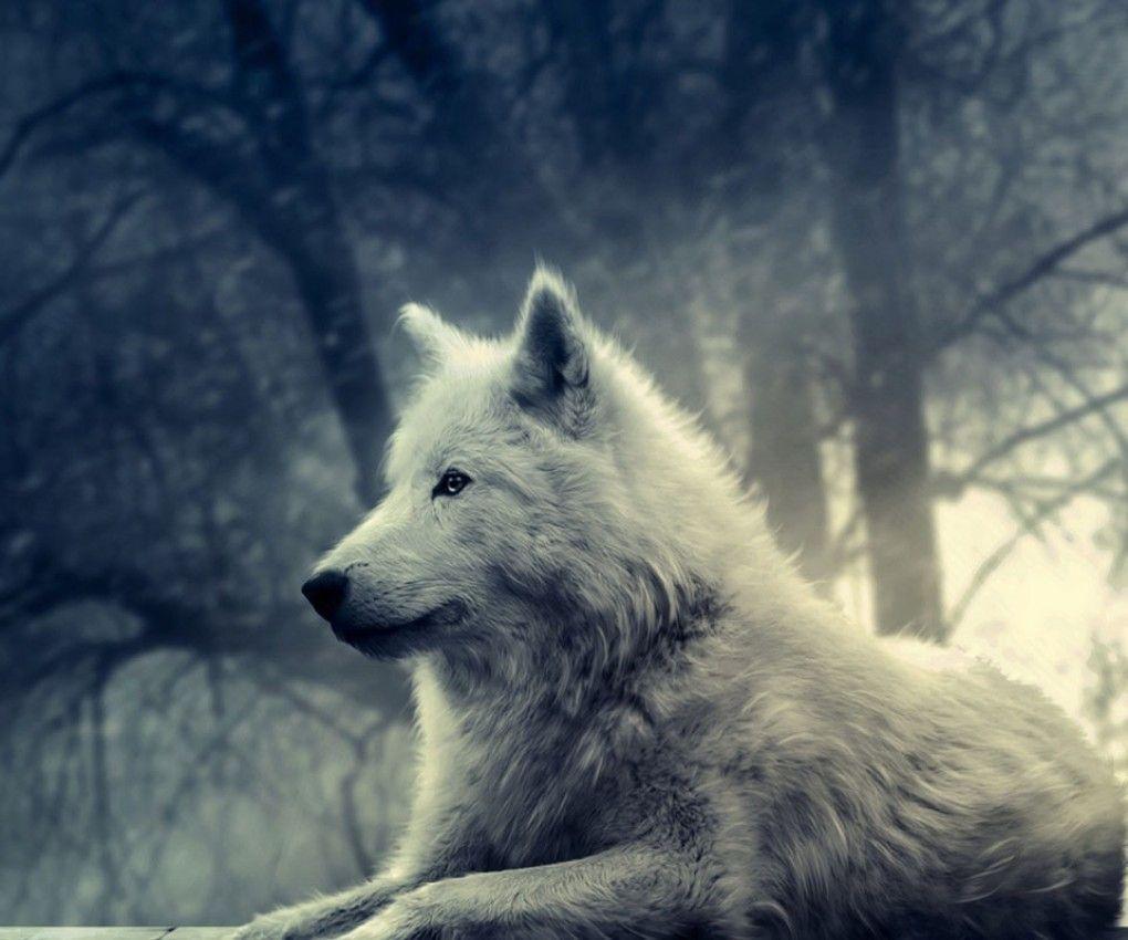 White Wolf Wallpaper and Background