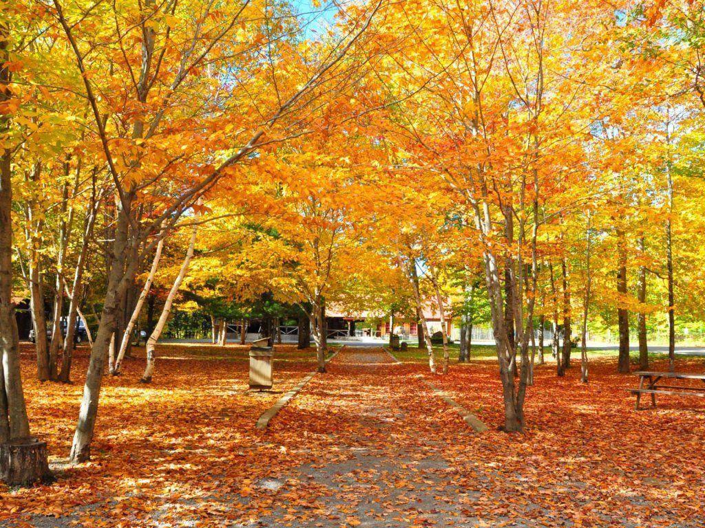image For > Fall Foliage Wallpaper