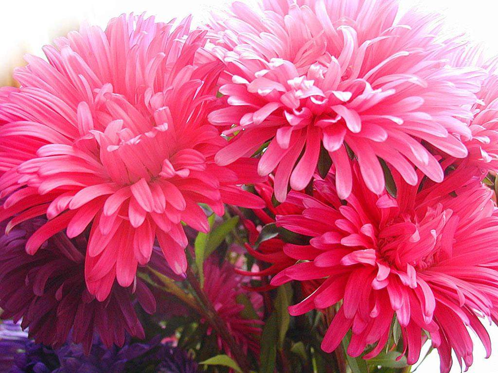 Colorful Flower 4 Wallpaper. HD Wallpaper and Download Free Wallpaper
