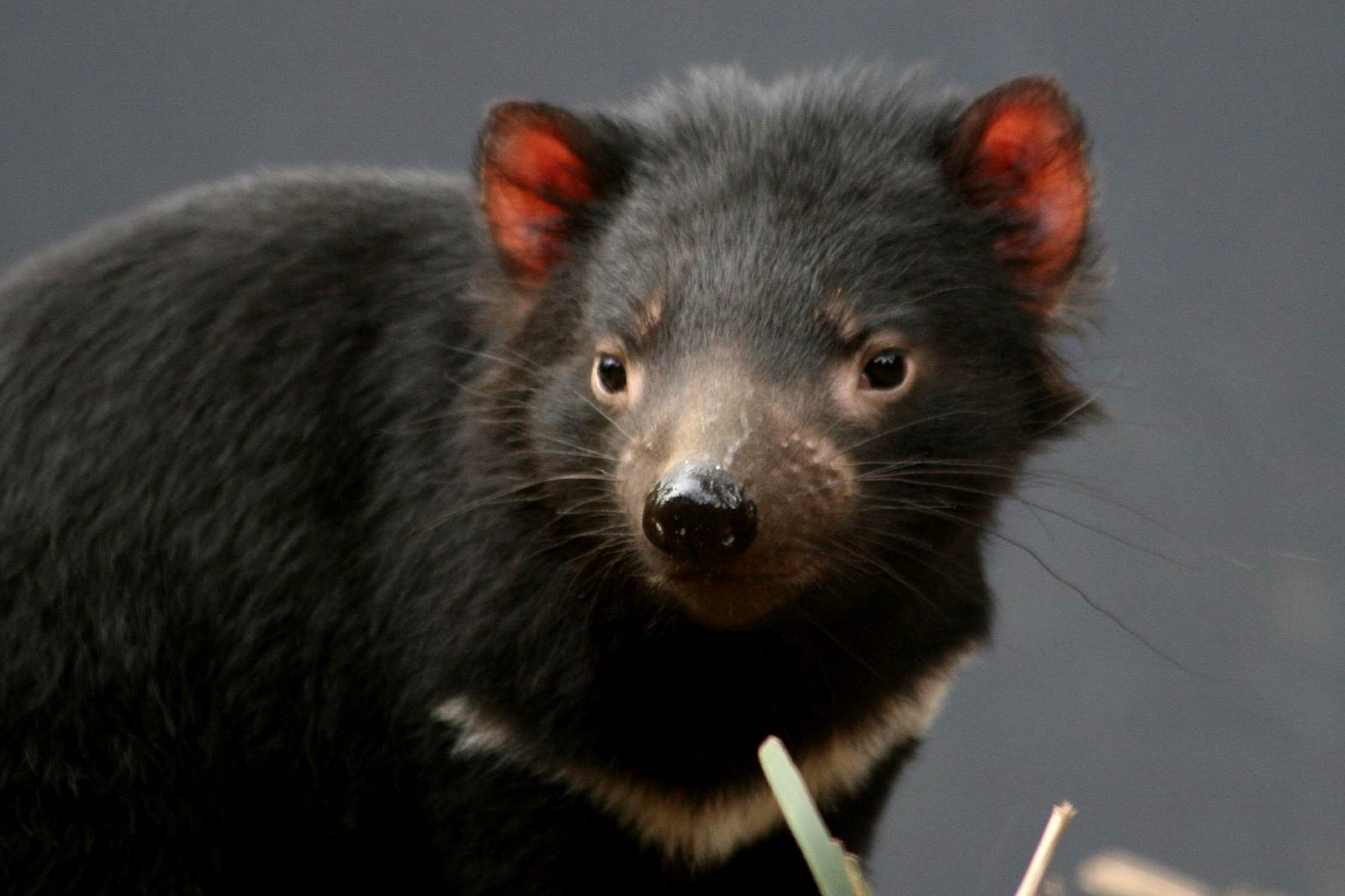 Tasmanian Devil Wallpaper. Fun Animals Wiki, Videos, Picture