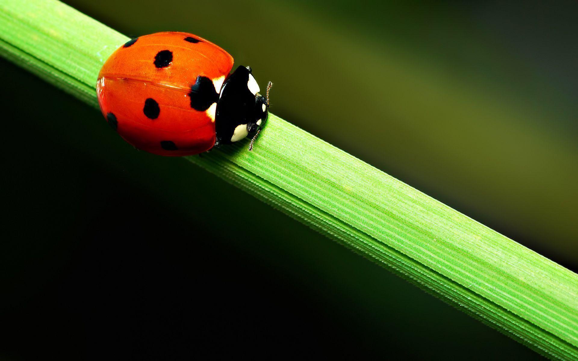 Pix For > Ladybug Wallpaper