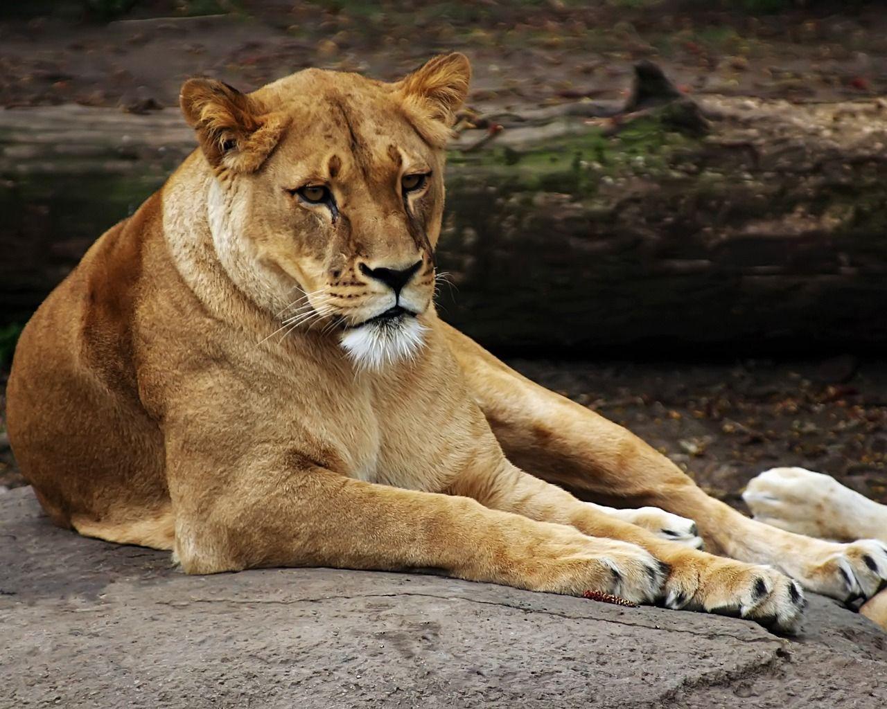 Lioness Wallpaper Big Cats Animals