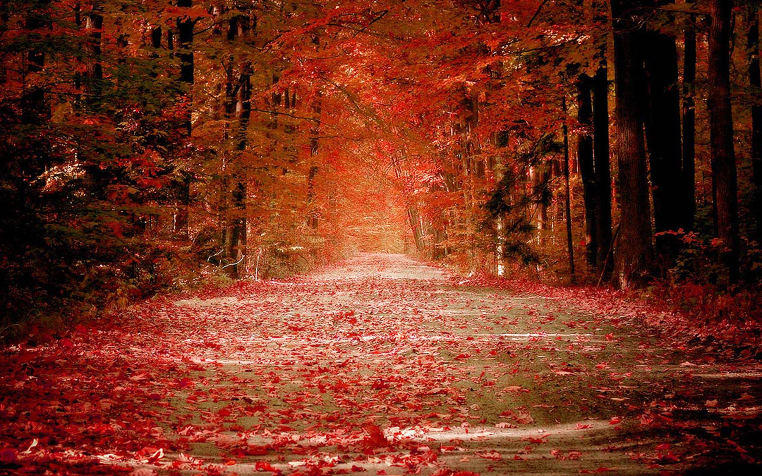 Nice Fall Autumn Trees Leaves Nature Road Wallpaper, HQ