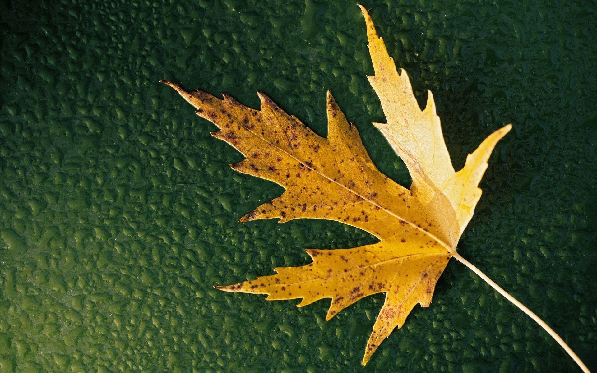 Breathtaking Leaf Wallpaper For Desktop Design You Trust