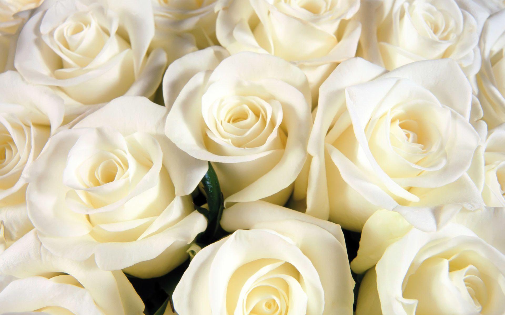White Roses Backgrounds - Wallpaper Cave