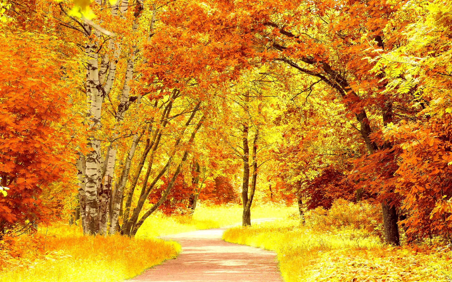 Red yellow autumn scenery Wallpaper
