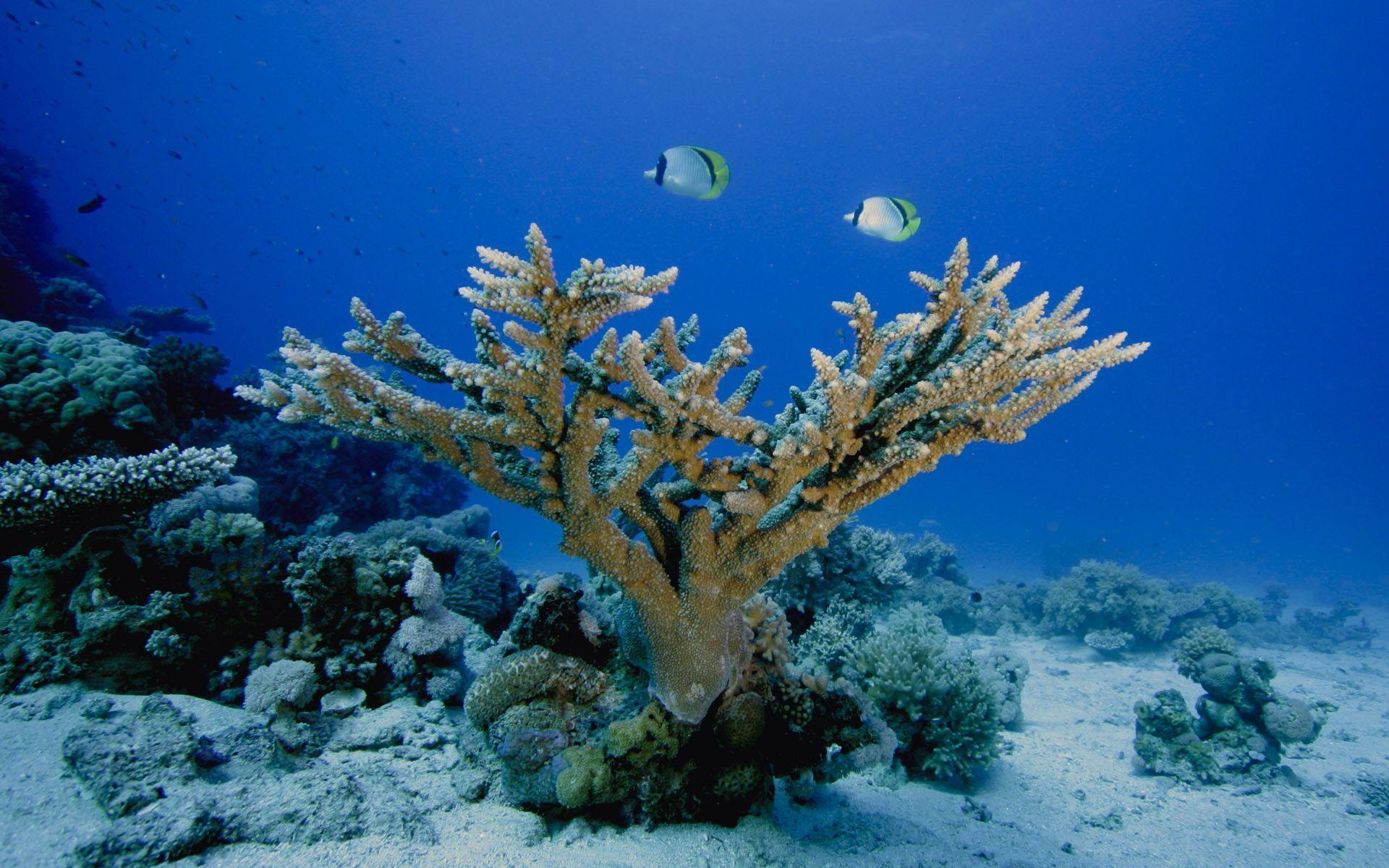 Underwater Background Picture, Wallpaper, HD Wallpaper