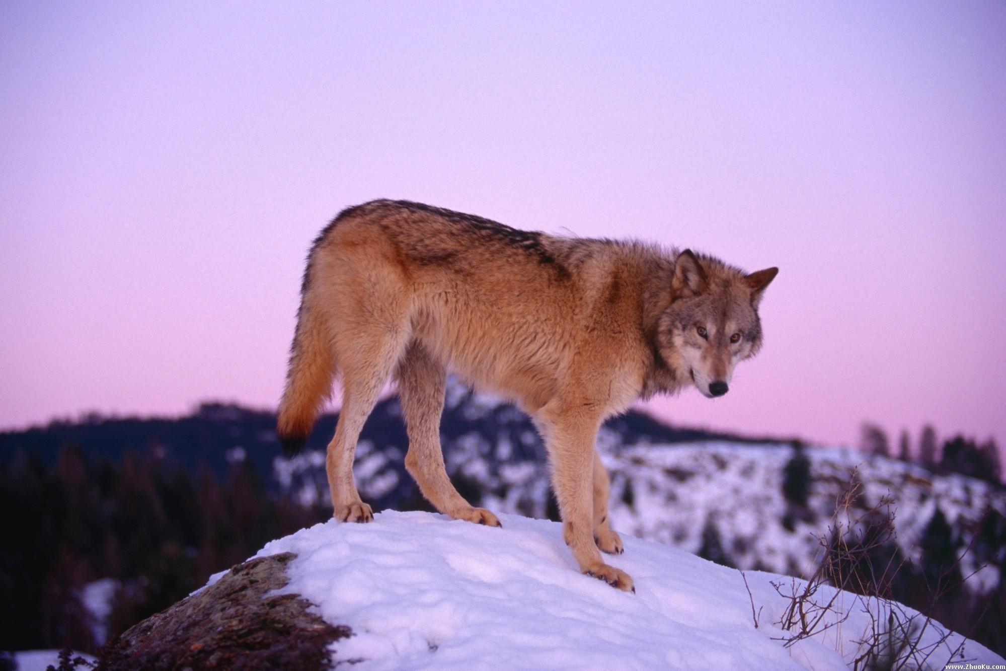 Animals For > Lone Wolf Wallpaper 1080p