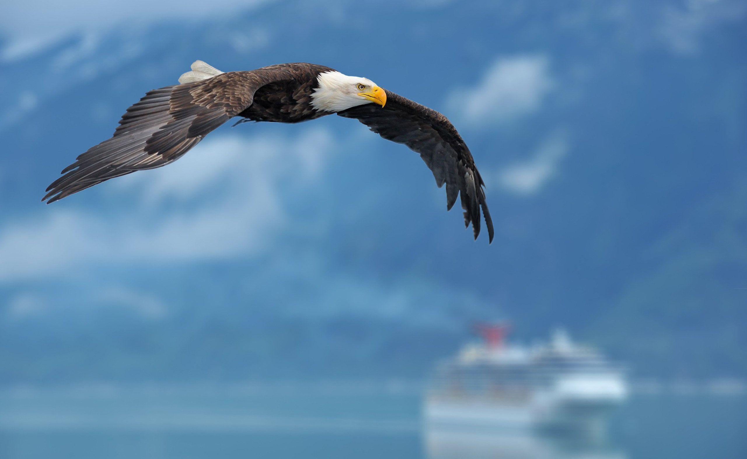 Download Bald Eagle Wallpaper 5454 2560x1573 px High Resolution