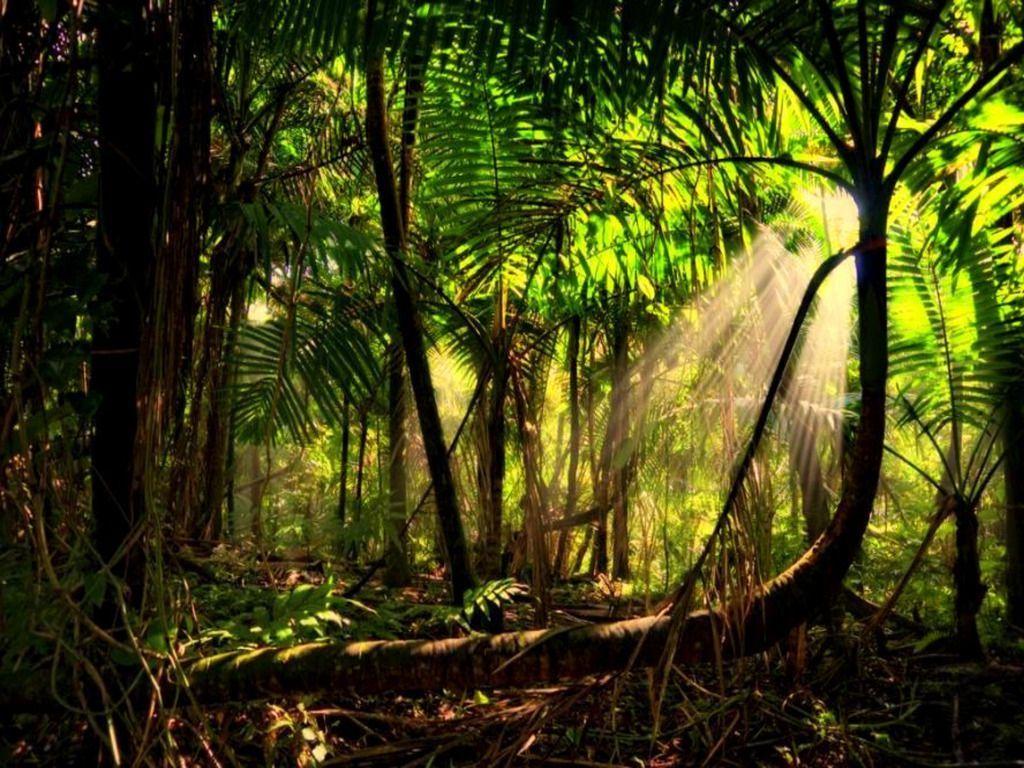 image For > Beautiful Tropical Rainforest Wallpaper