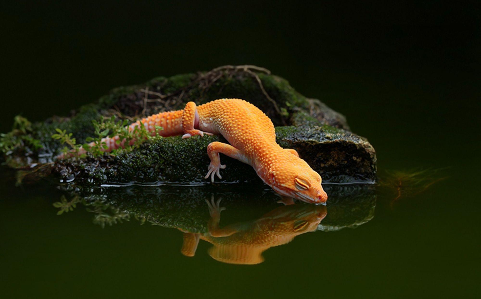 Gecko. Sky HD Wallpaper