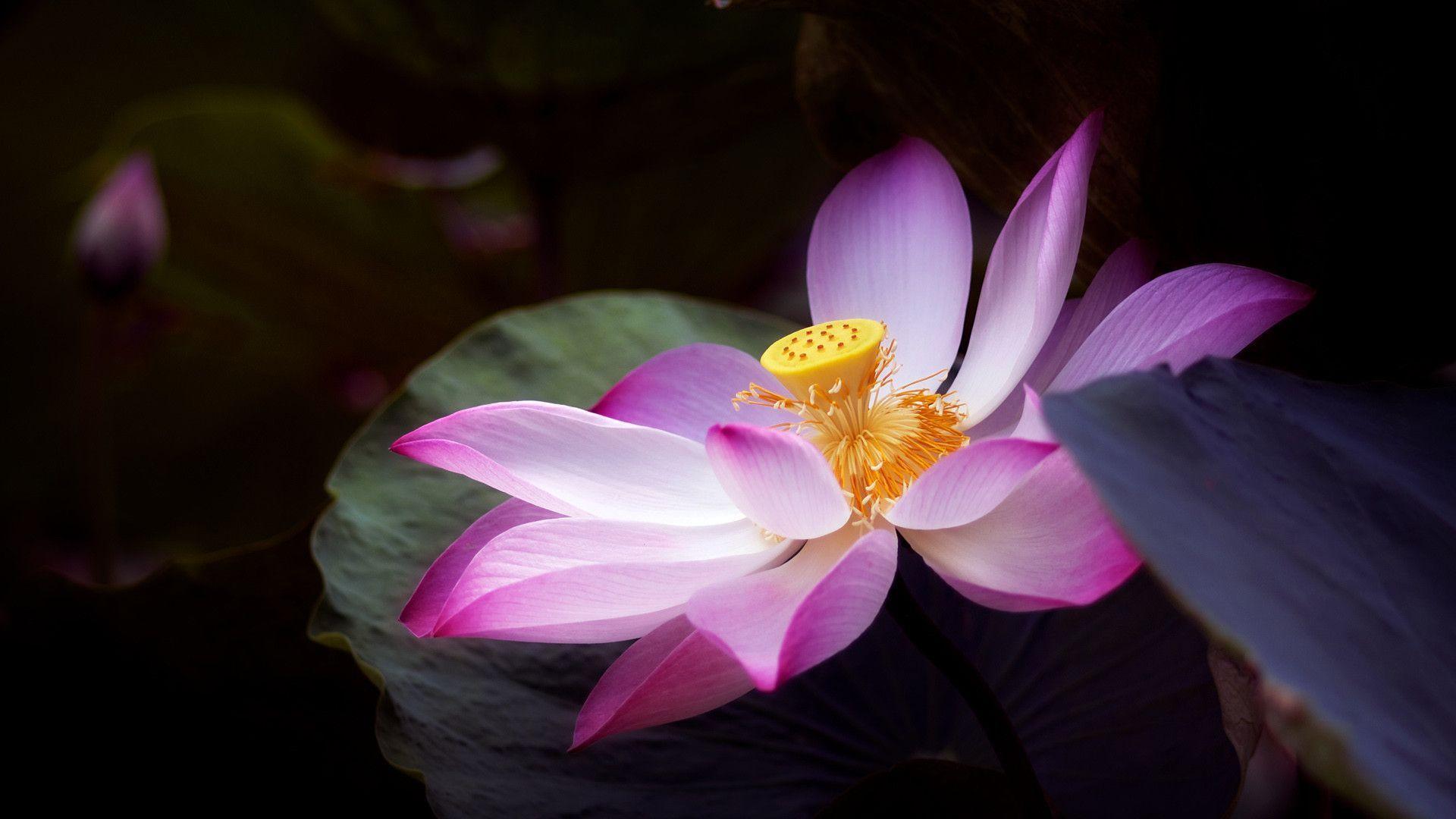 You Can Download The Lotus Flower Wallpaper (1920 X 1080 Px) Here