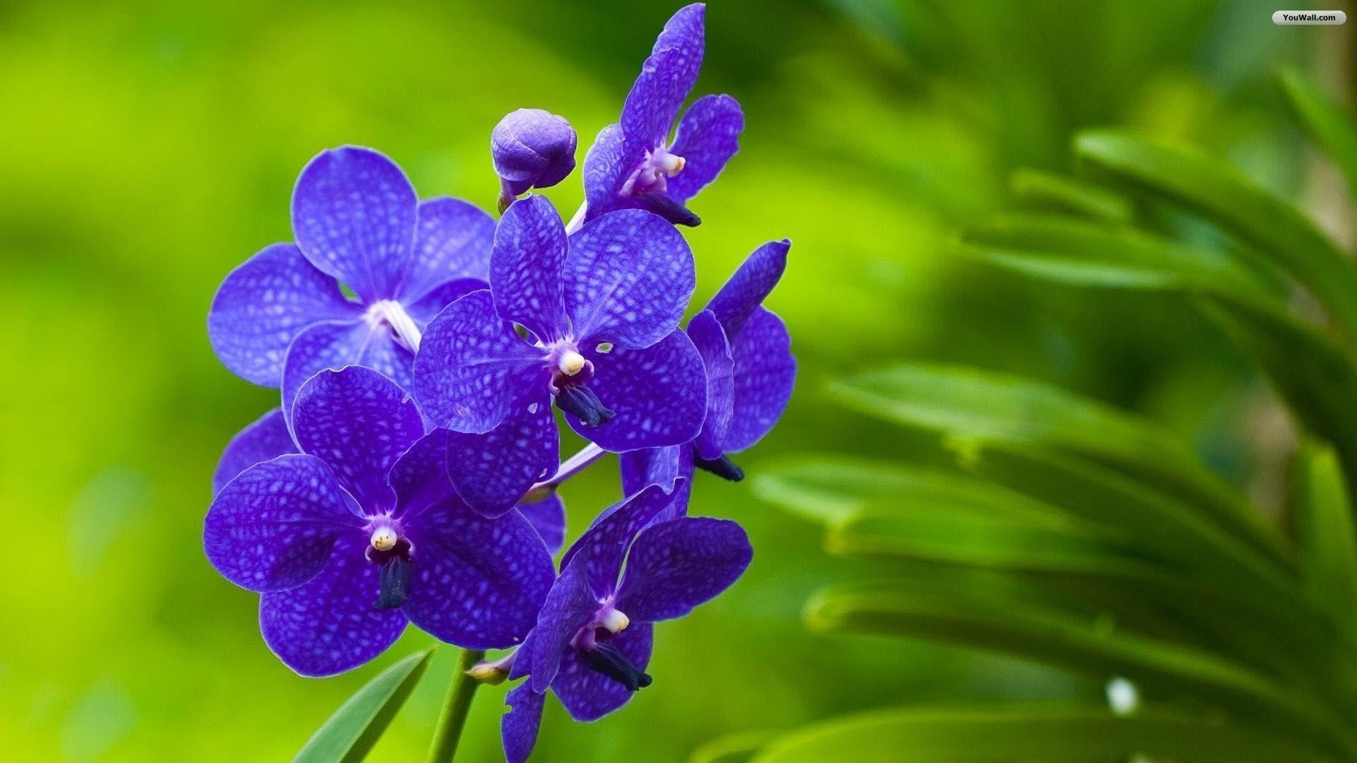 Purple Yellow Flowers Wallpaper In 1920x1080 Car Picture
