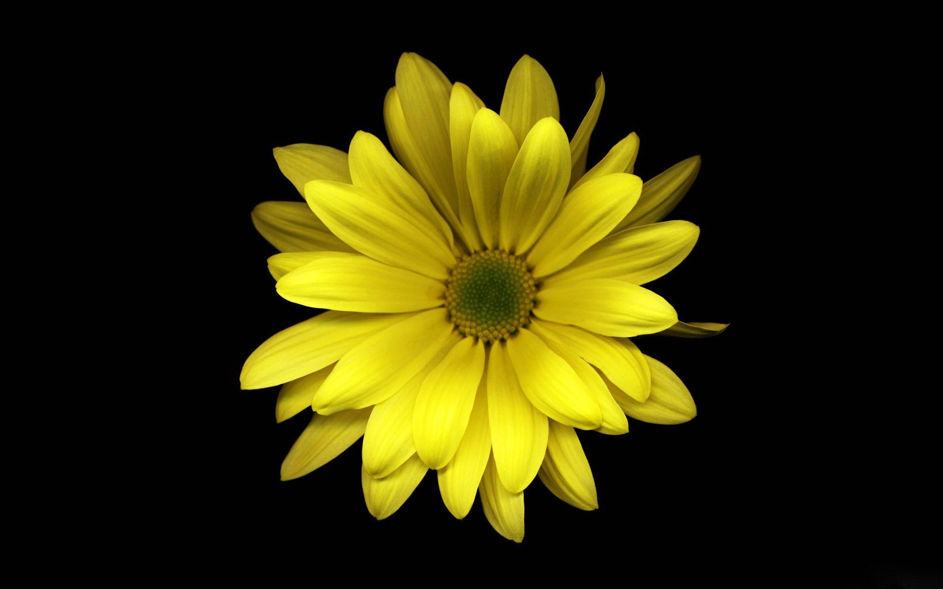 Desktop Wallpaper · Gallery · Windows 7 · Yellow flower free