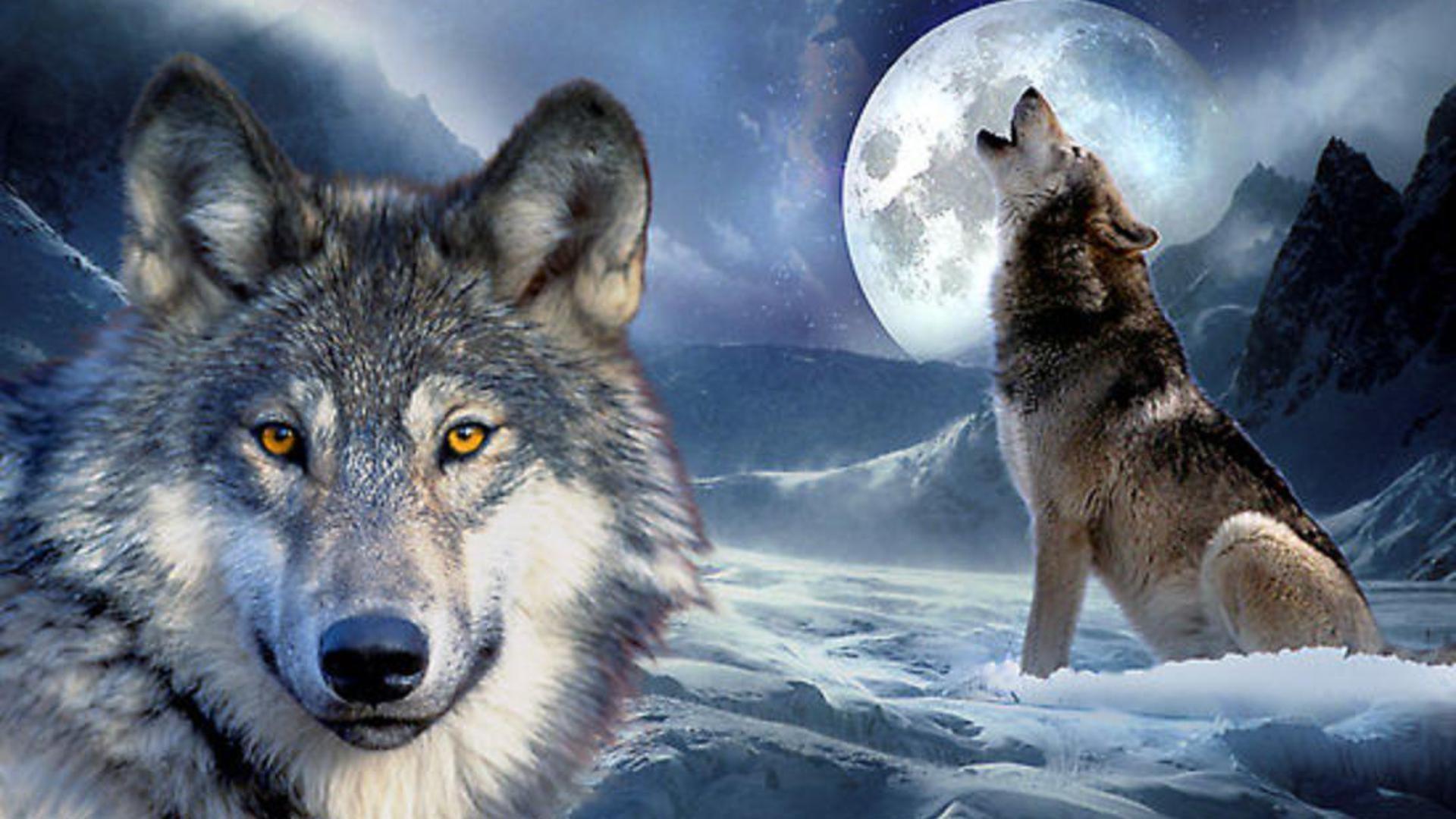 Wolf Howling At The Moon Wallpapers - Wallpaper Cave