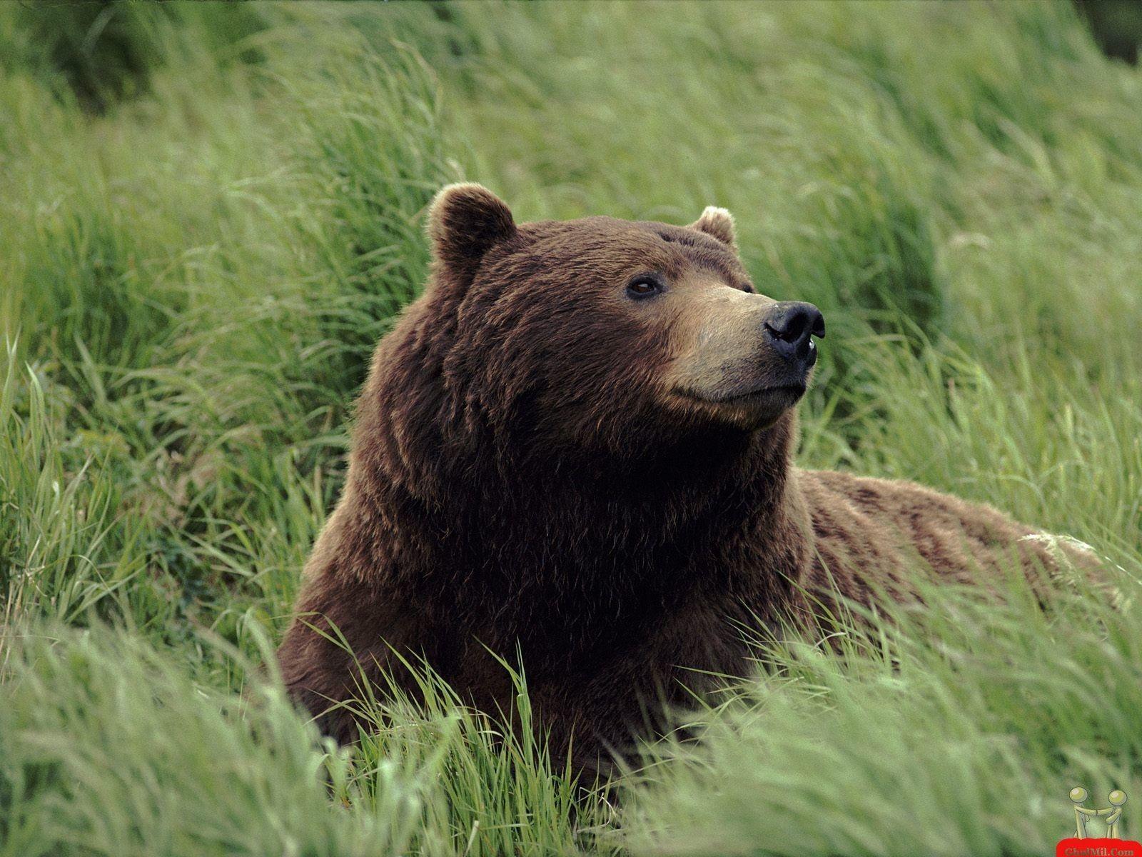 Bear Desktop Wallpaper. Bear HD Image