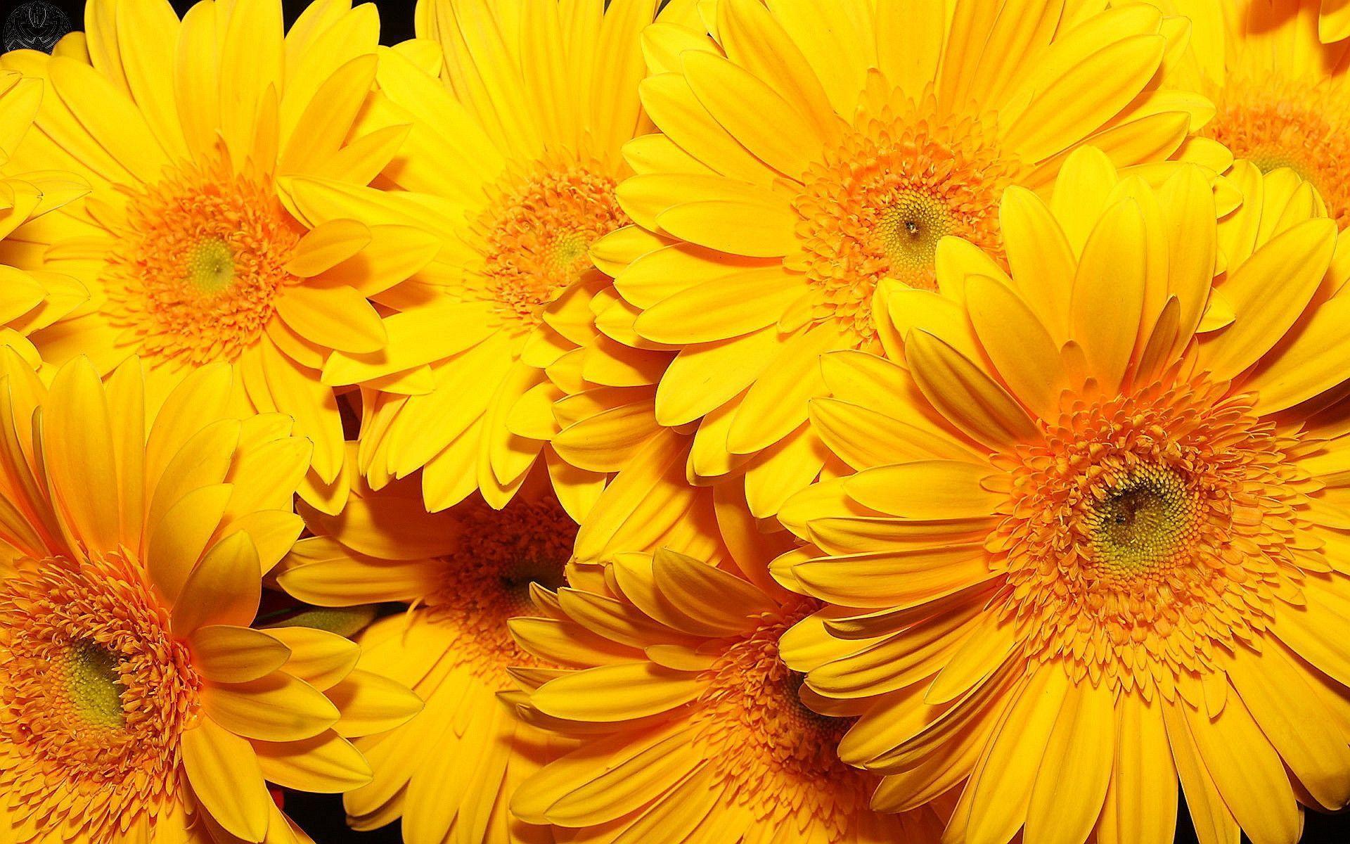 Yellow Flowers Wallpaper HD wallpaper search