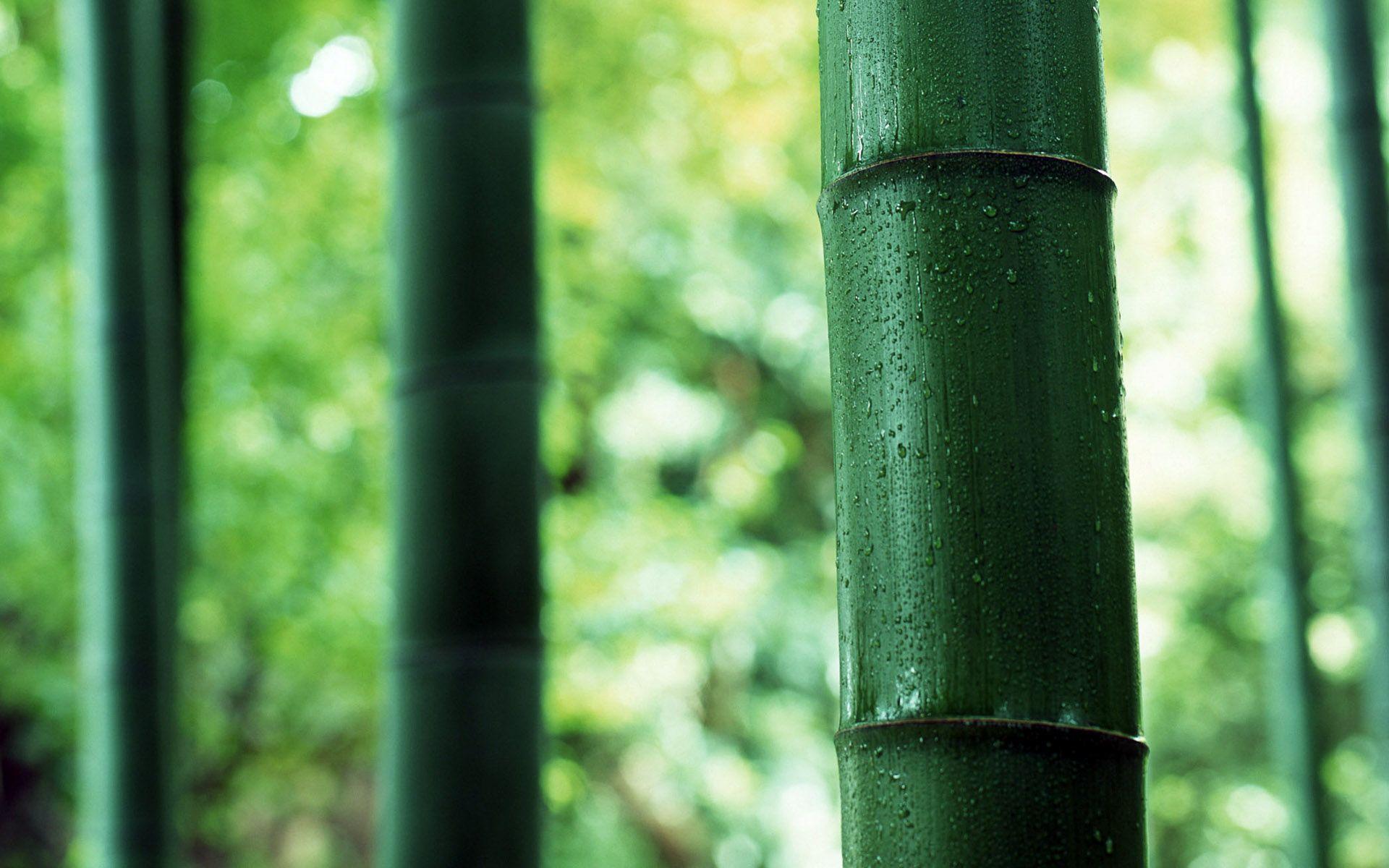 Bamboo 5 desktop wallpaper