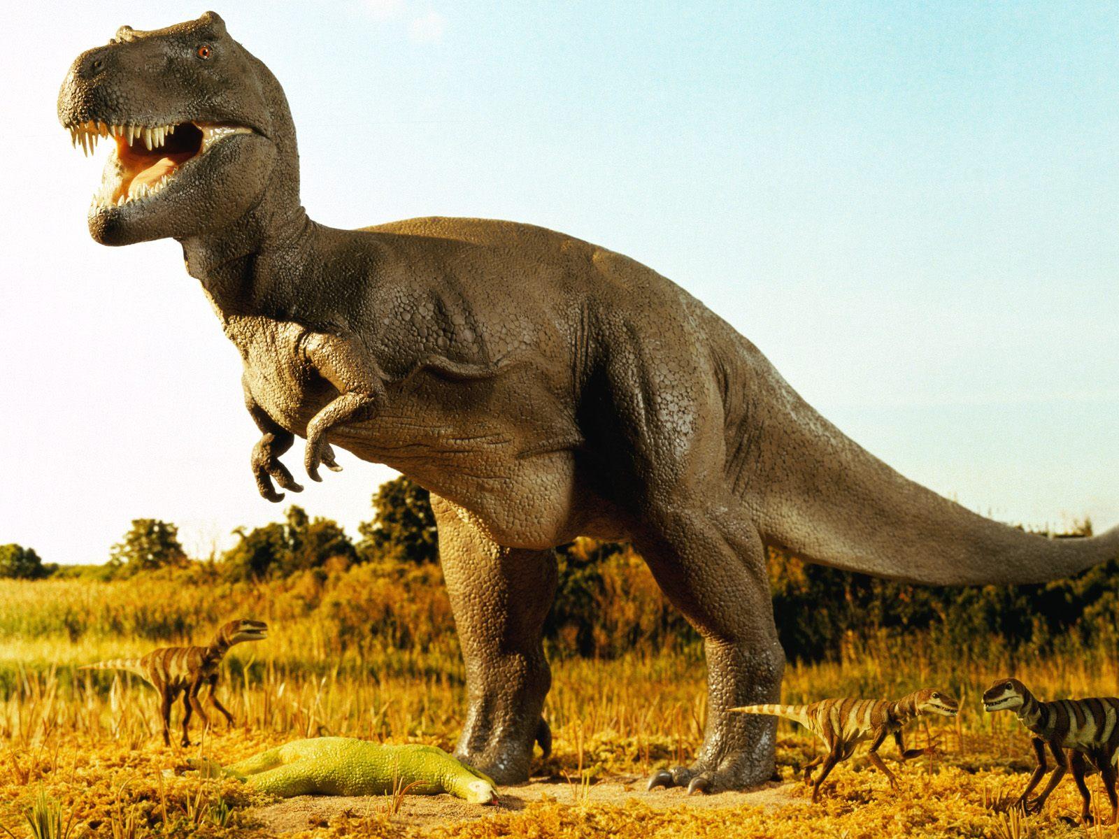 image For > Dinosaurs T Rex Wallpaper