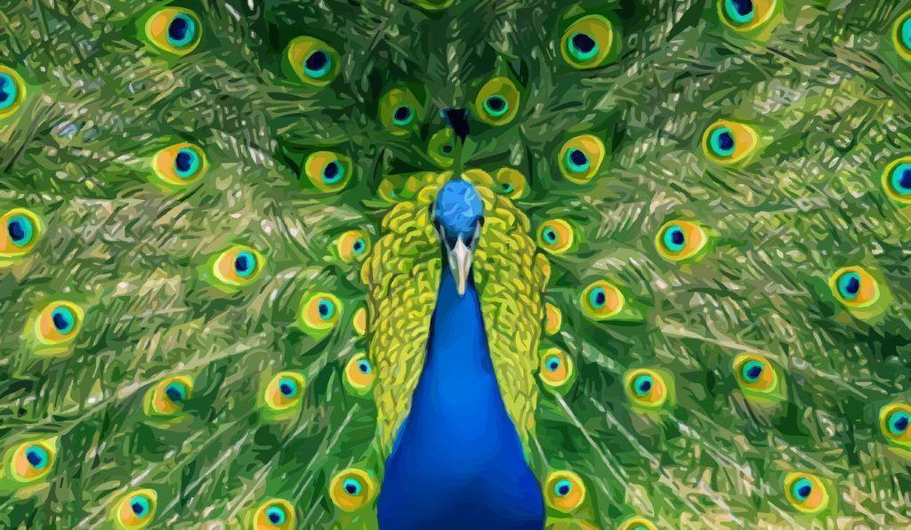 Peacock HD Background. HD Background Point