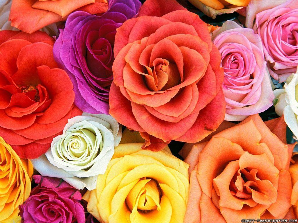 Love.rose Flower Wallpaper.com. Latest HD
