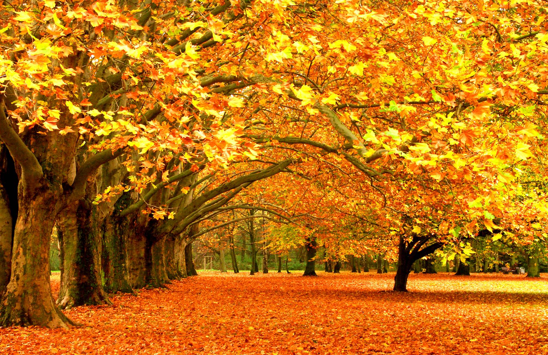 Autumn Leaves On The Bench Wallpaper Full HD Wallpaper