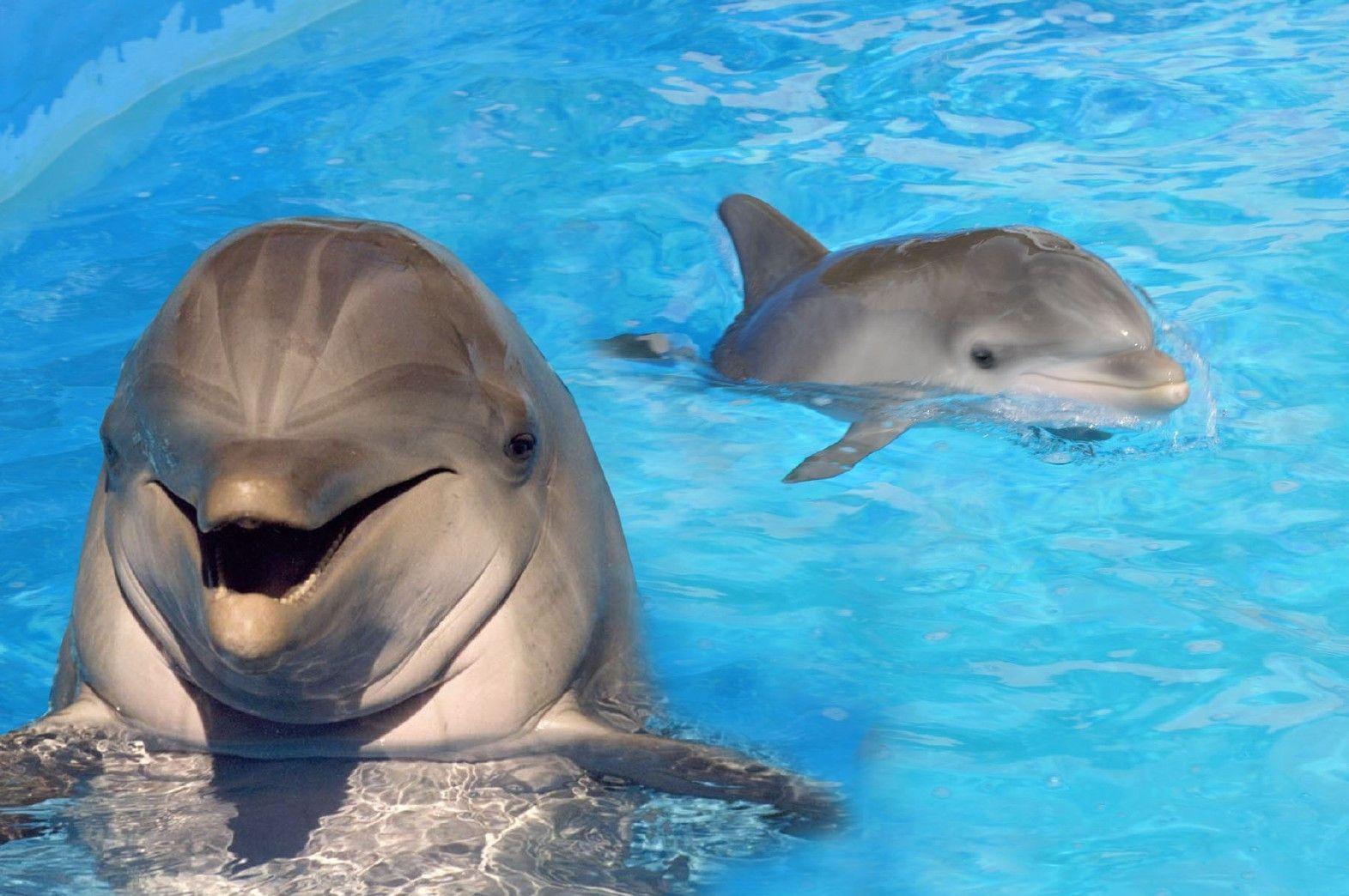 Wallpaper For > Baby Dolphin Wallpaper