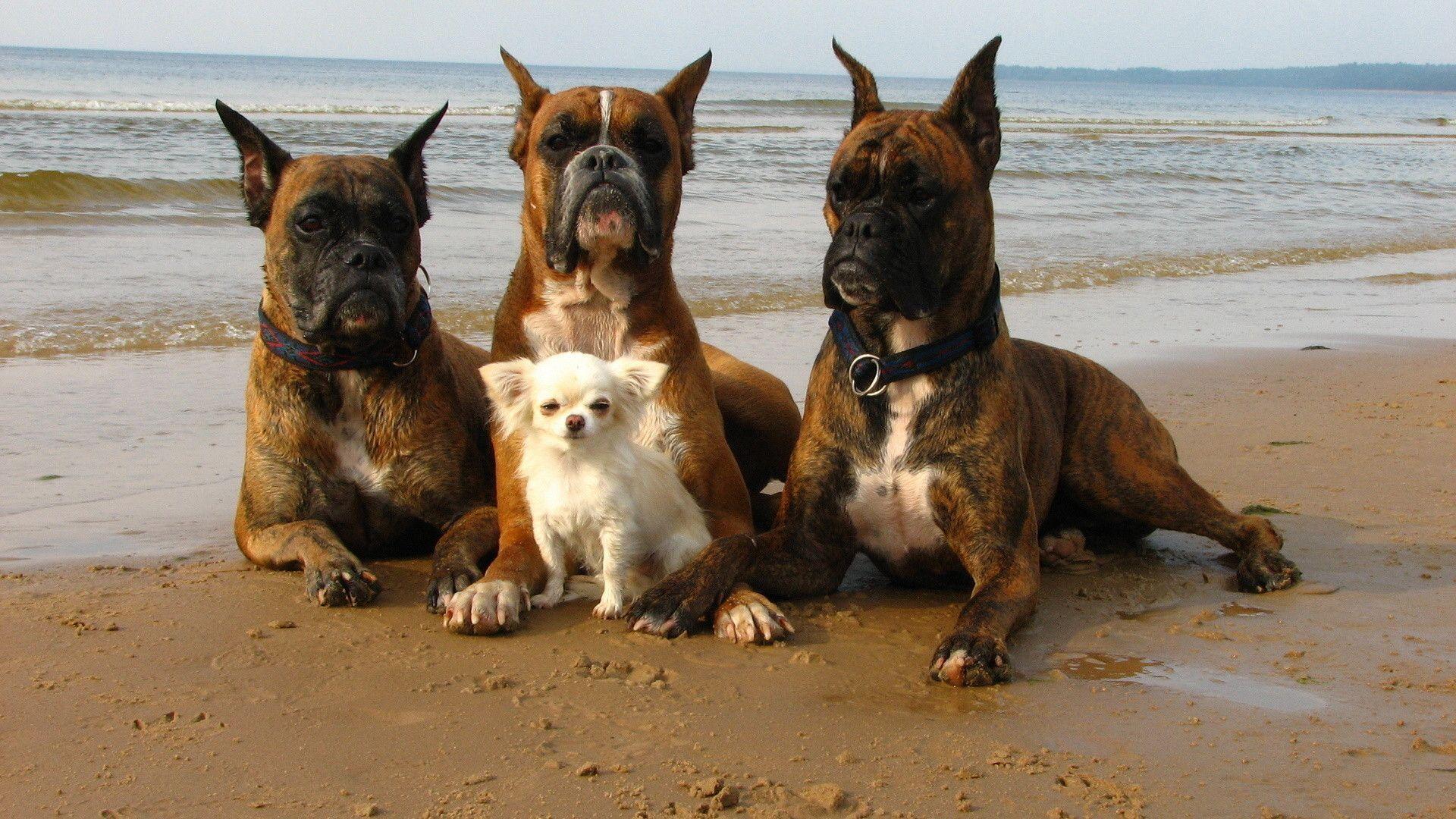 desktop wallpaper picture of dogs