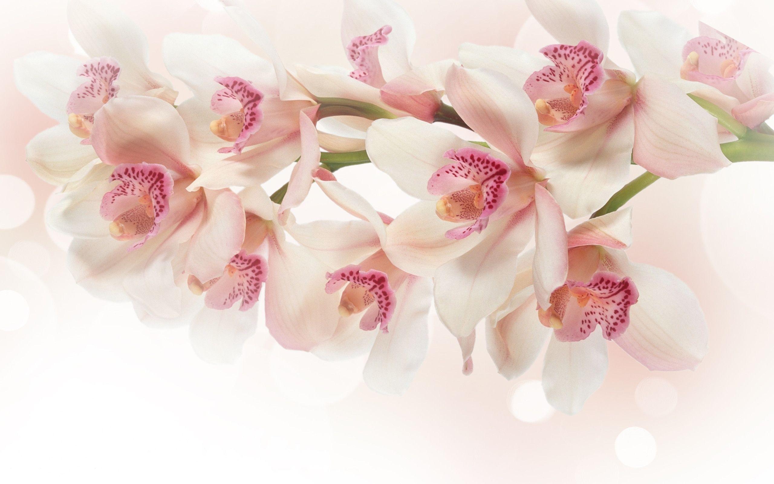 White orchid flowers pink g wallpaperx1600