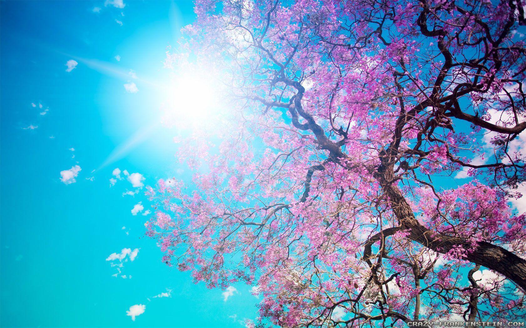 Download Beautiful Spring Nature Wallpaper. Full HD Wallpaper