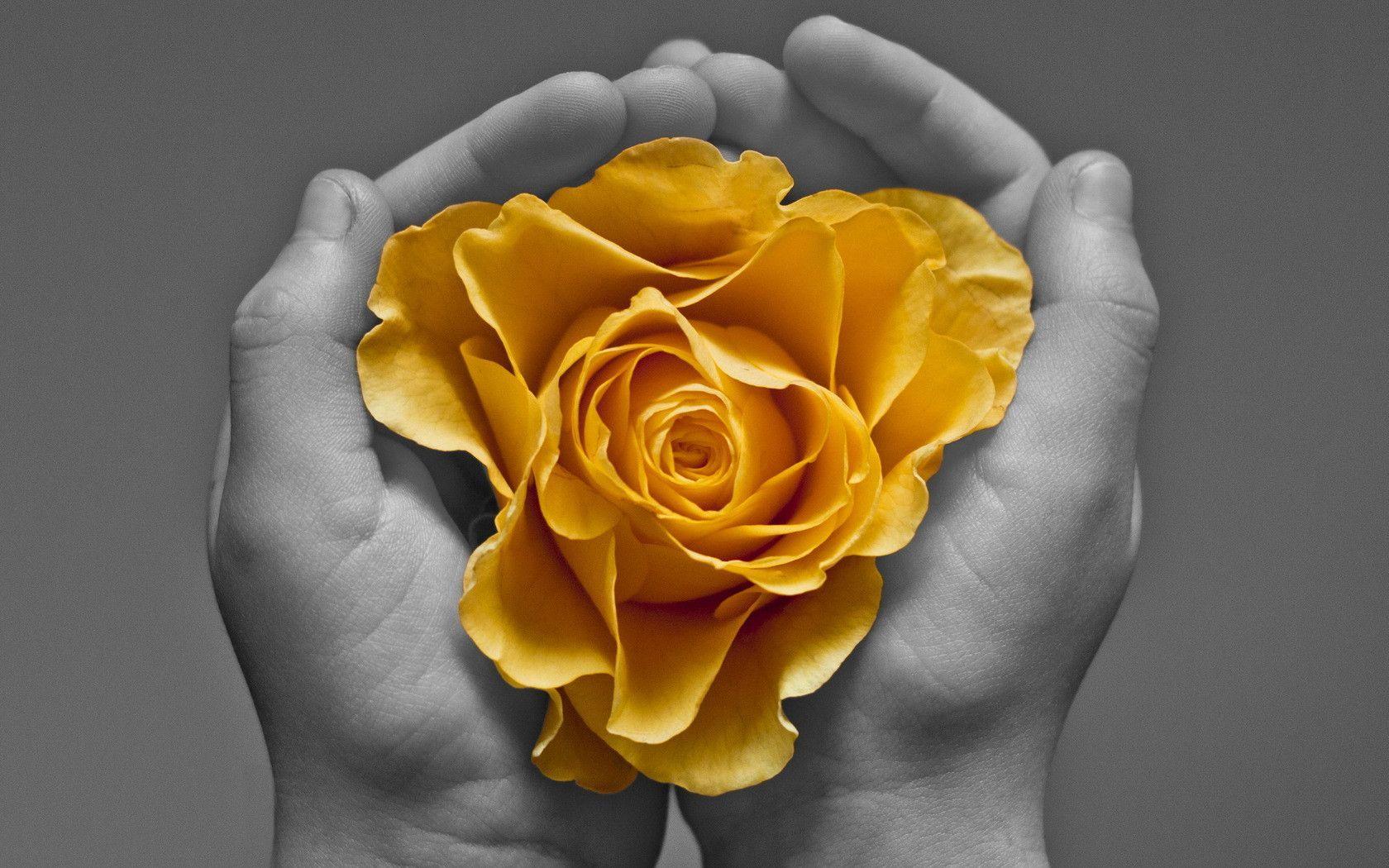 Free Yellow Rose Wallpapers - Wallpaper Cave