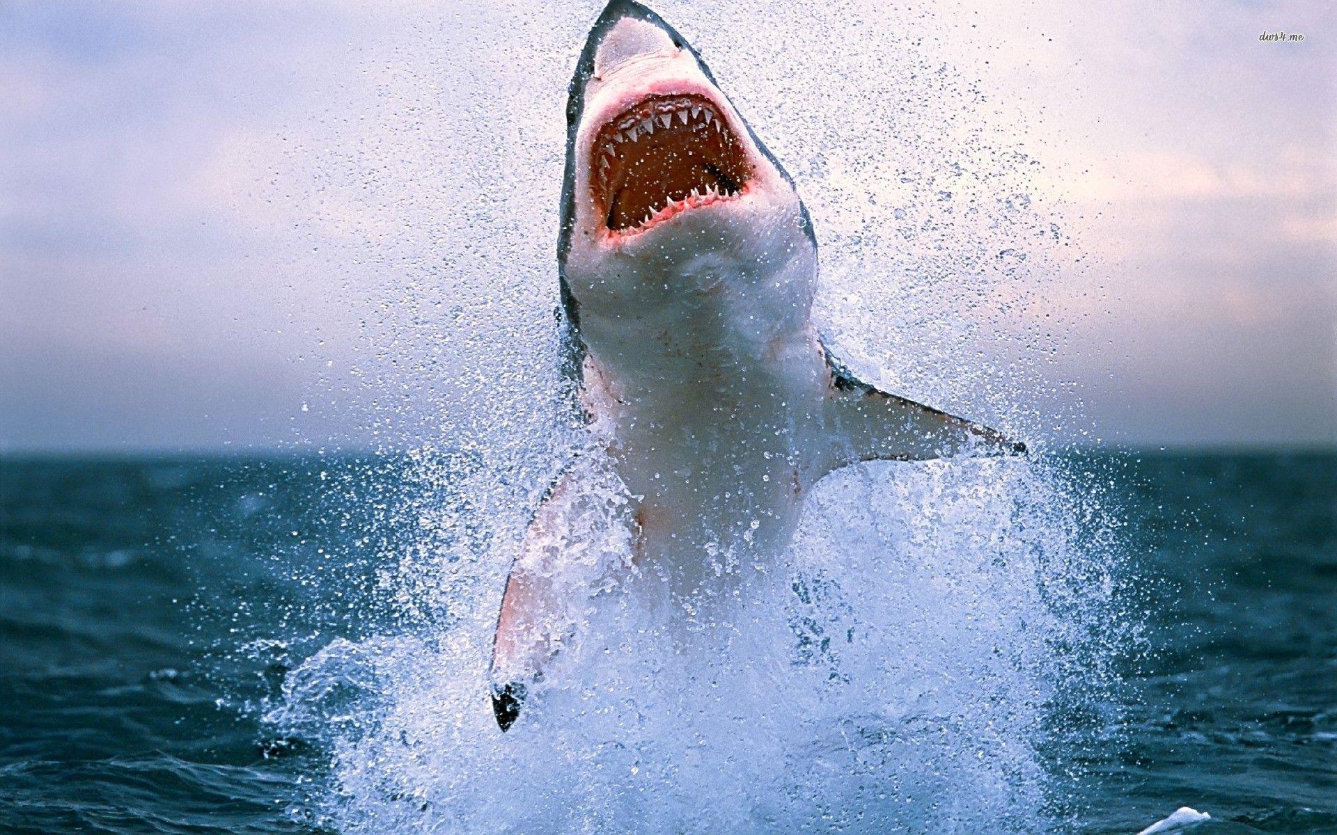 Wallpaper For > Great White Shark iPhone Wallpaper