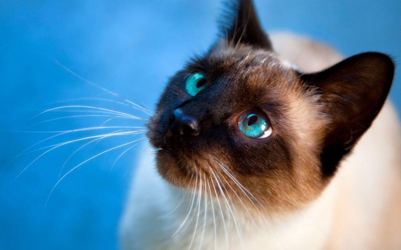 Siamese Cat HD Photography