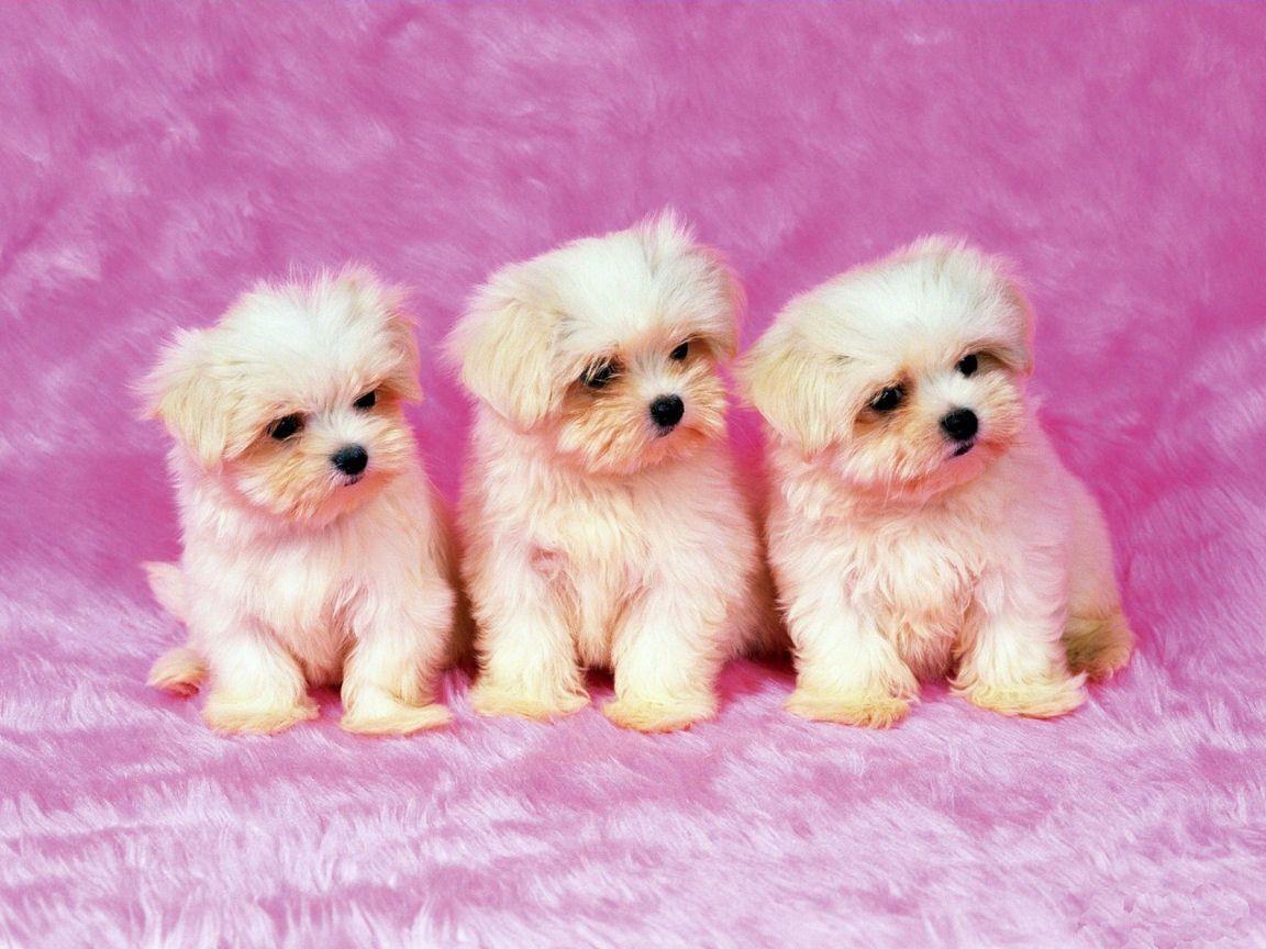 Dogs: Cute Dog And Puppies Wallpaper