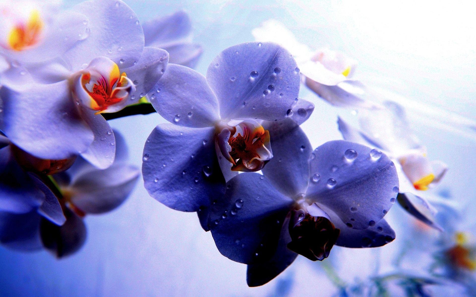 Wallpaper For > Blue And Purple Orchid Wallpaper