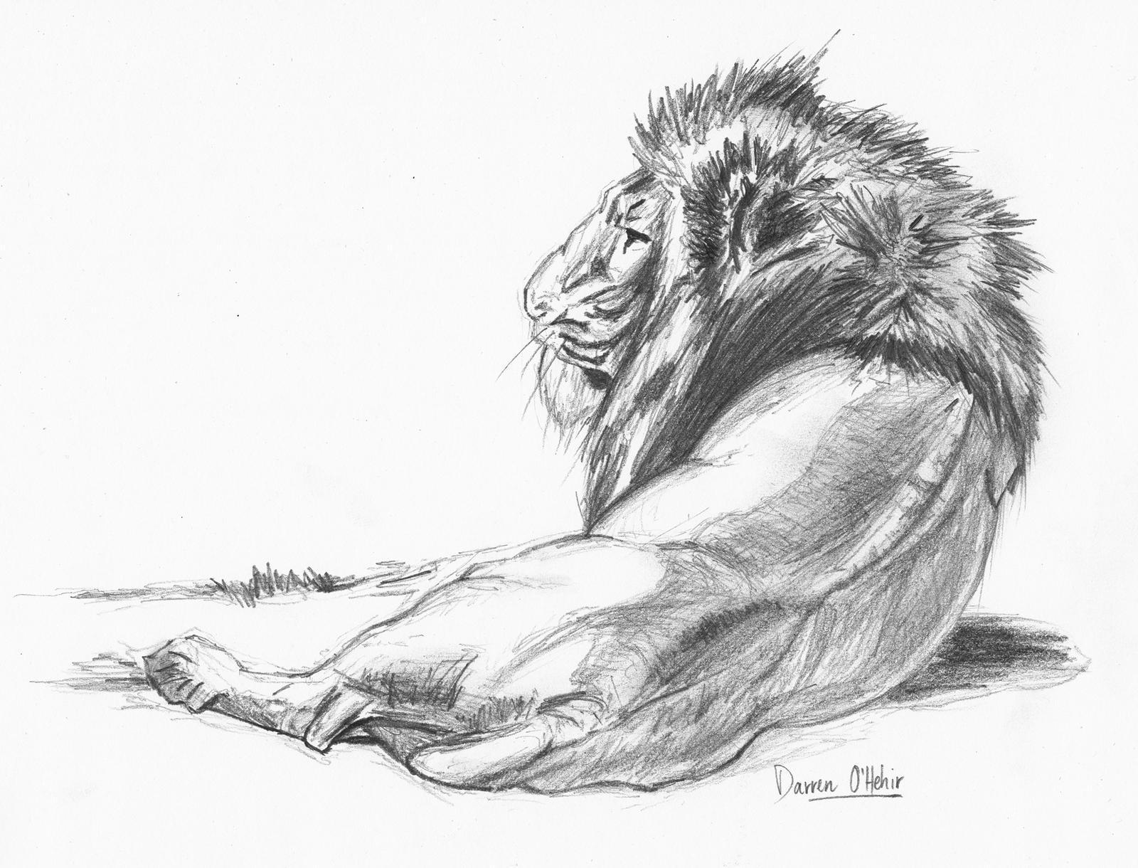Lion Pencil Drawing Art Wallpaper