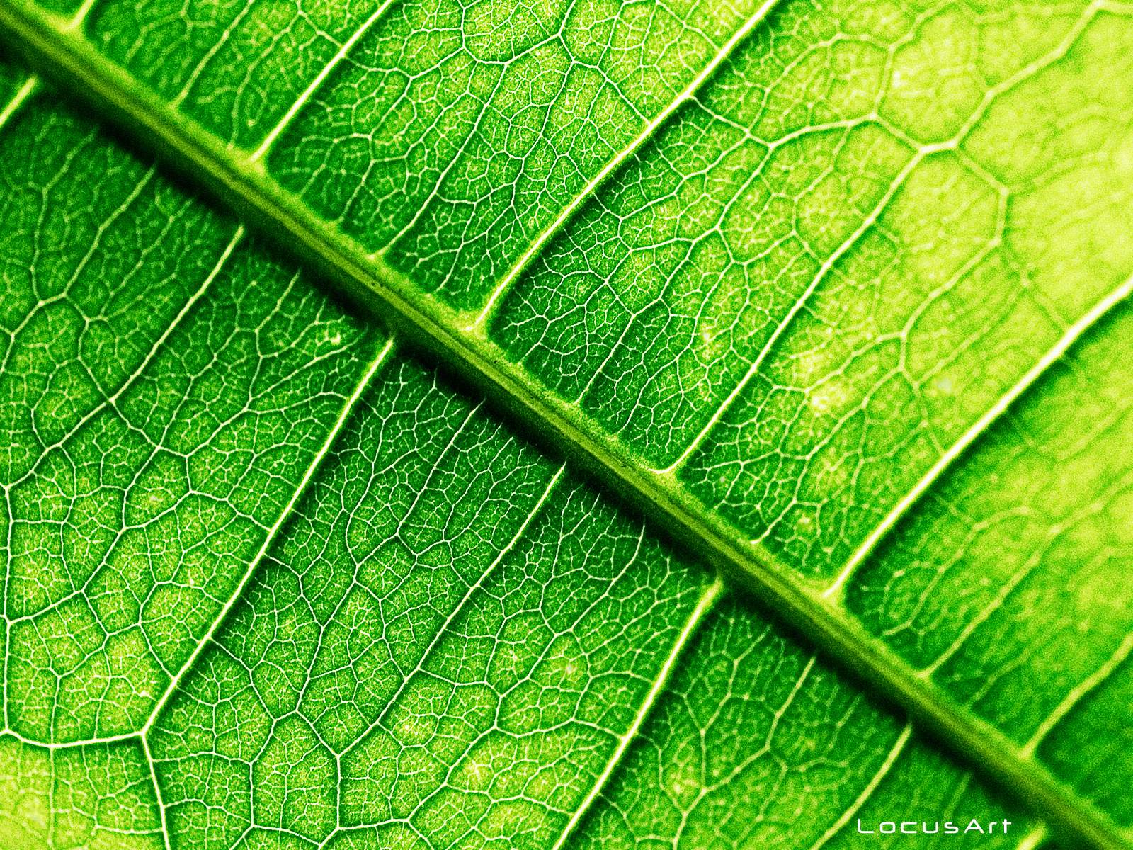 green leaf wallpaper Best HD Desktop Wallpaper