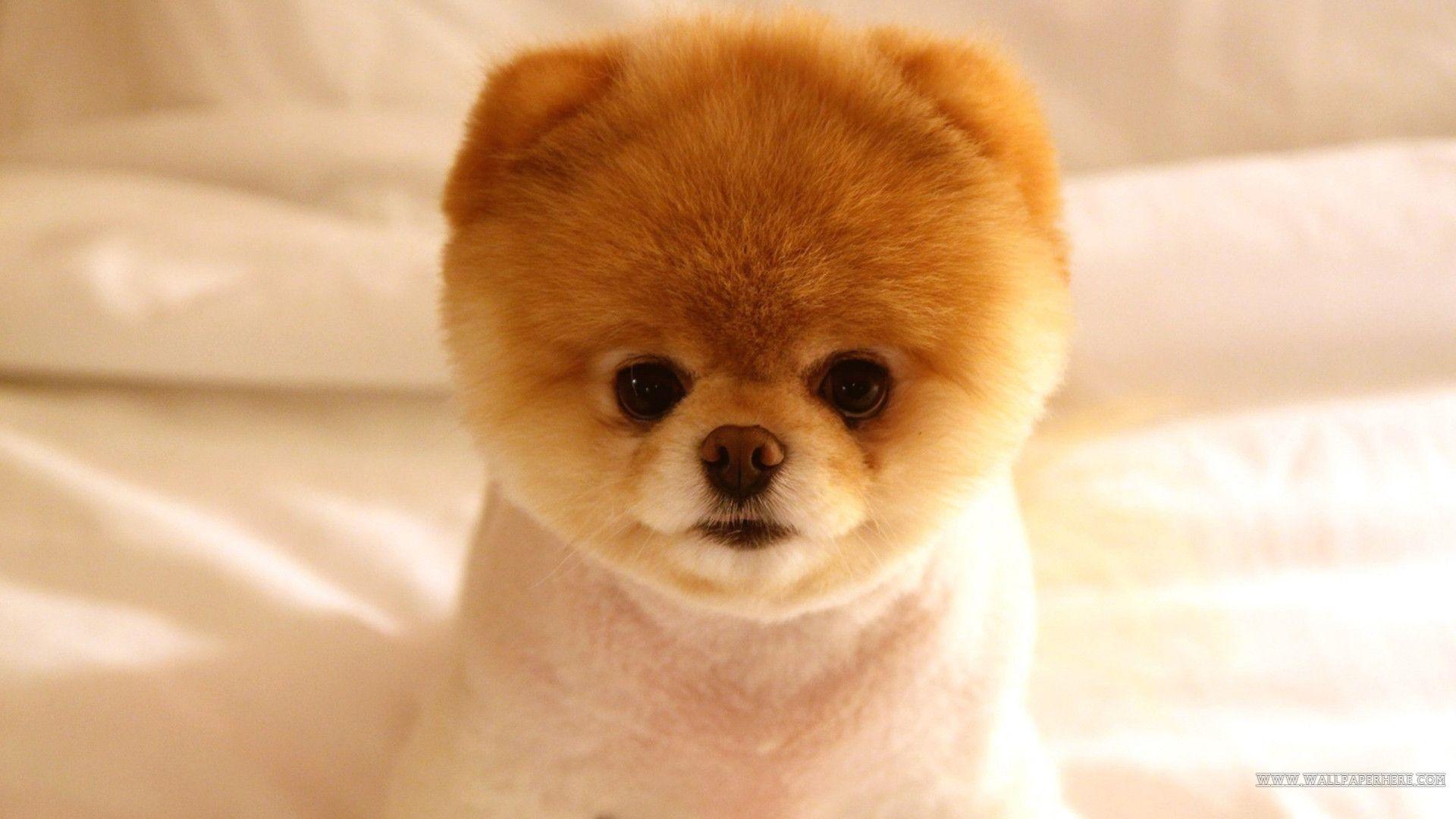 Cute Puppy (id: 165488)