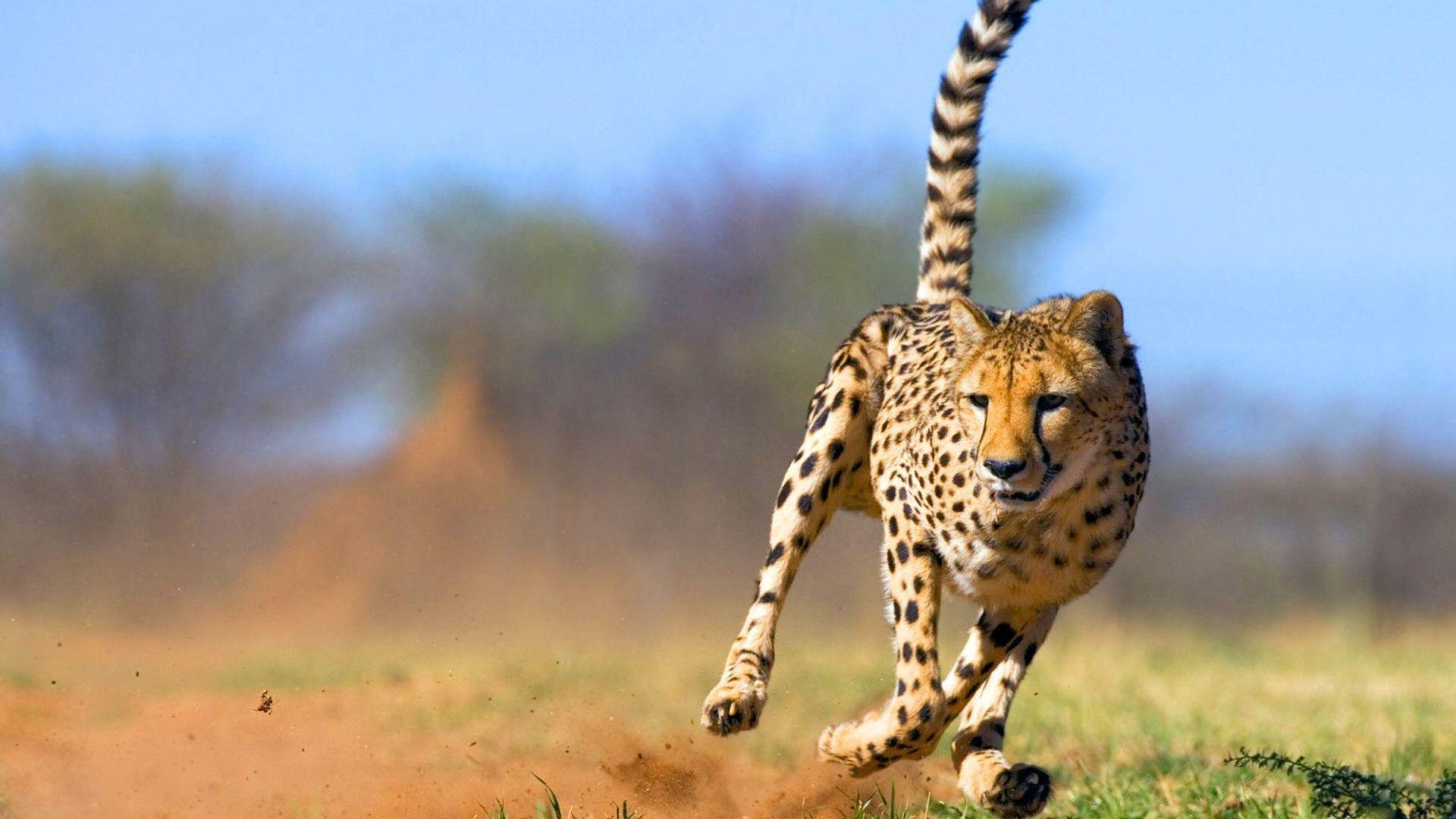 Cheetah Running Desktop Background. Desktop Background HQ