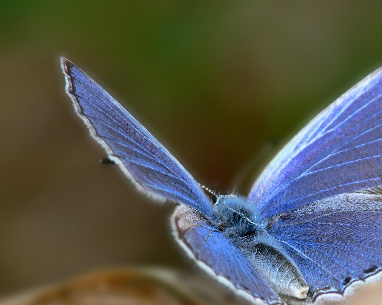 Pretty Blue Butterfly Google Skins, Pretty Blue Butterfly Google