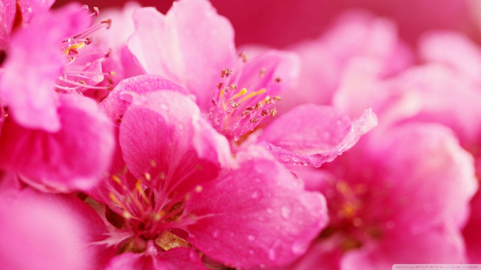 Pink Spring Flowers_00438771 Pink Purple Girly Girl HD Wallpaper