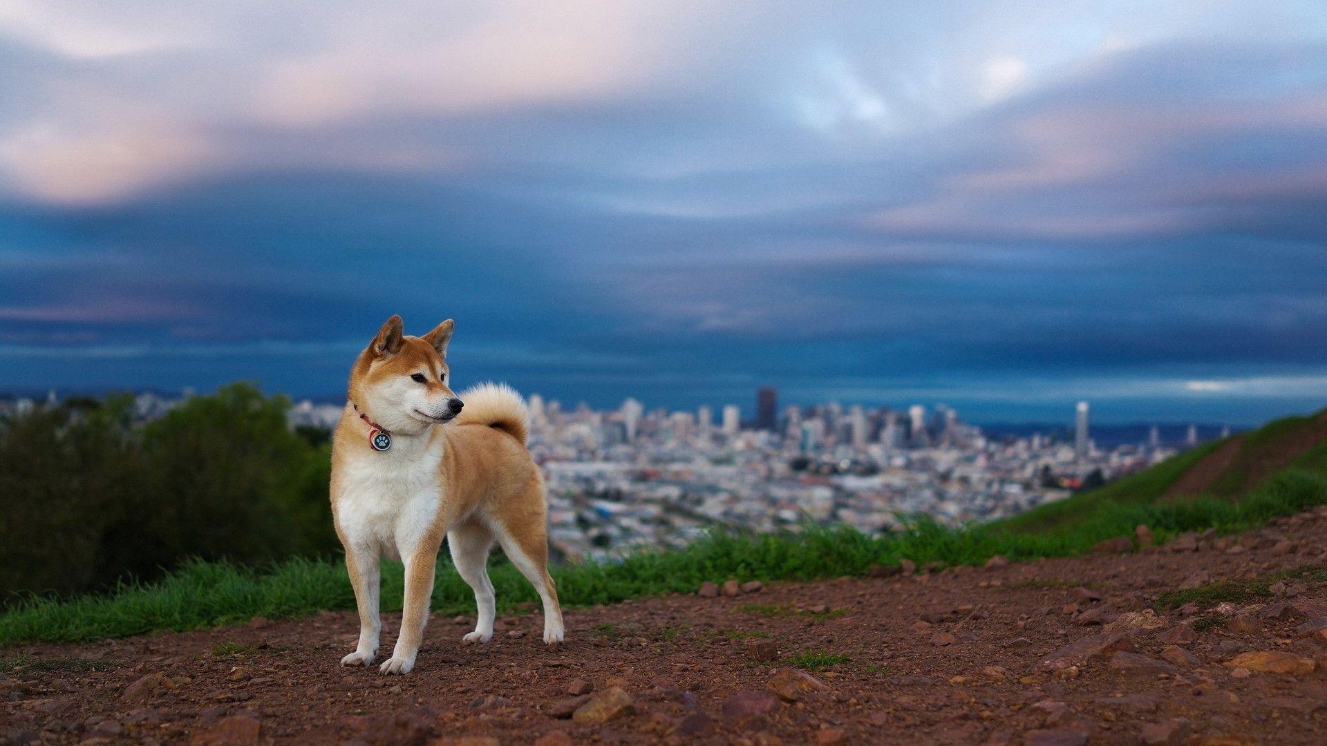 Akita Wallpaper 3440 X 1440 American Akita Wallpapers