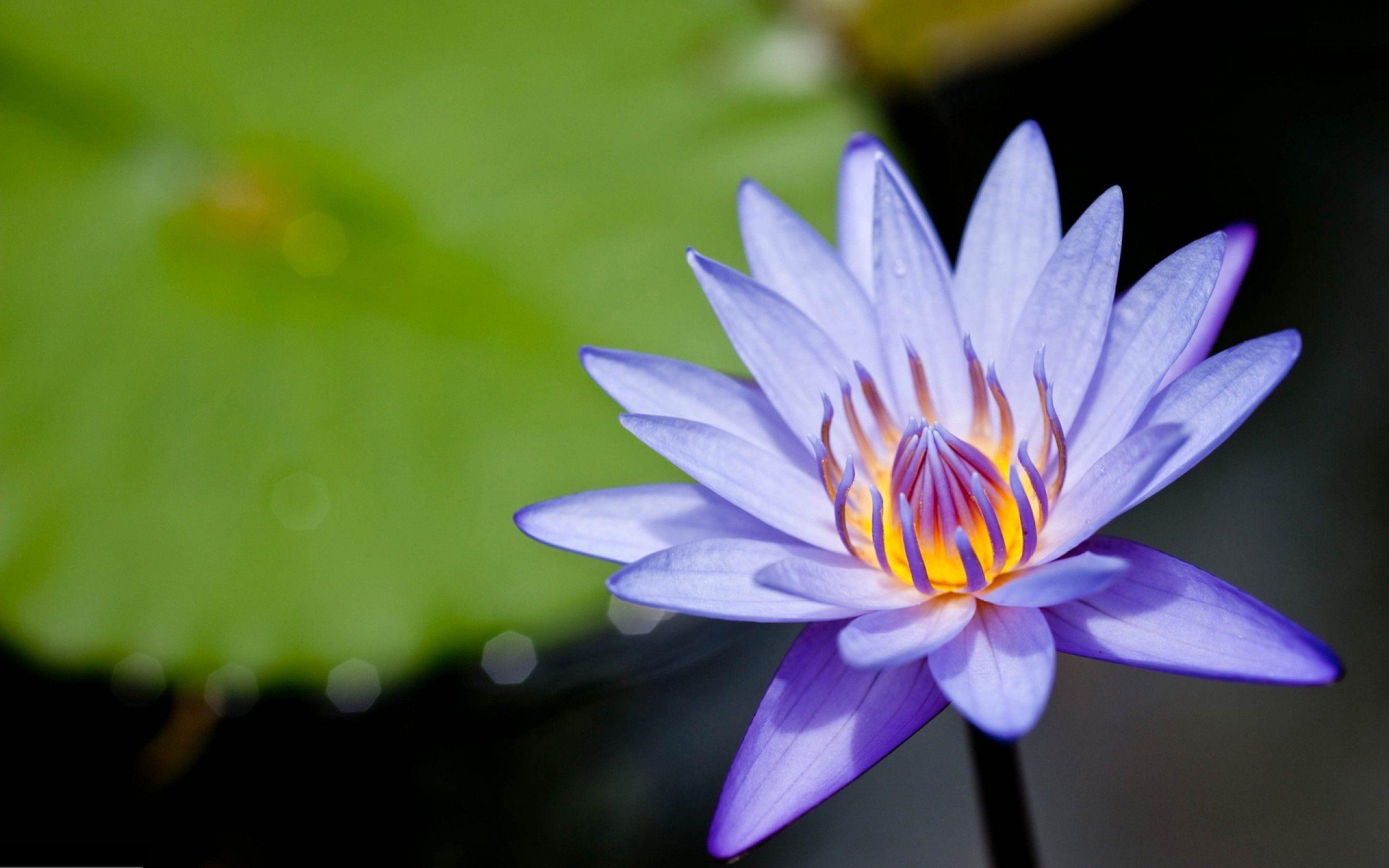 Amazing Purple Lotus Flower Desktop Background Download Free